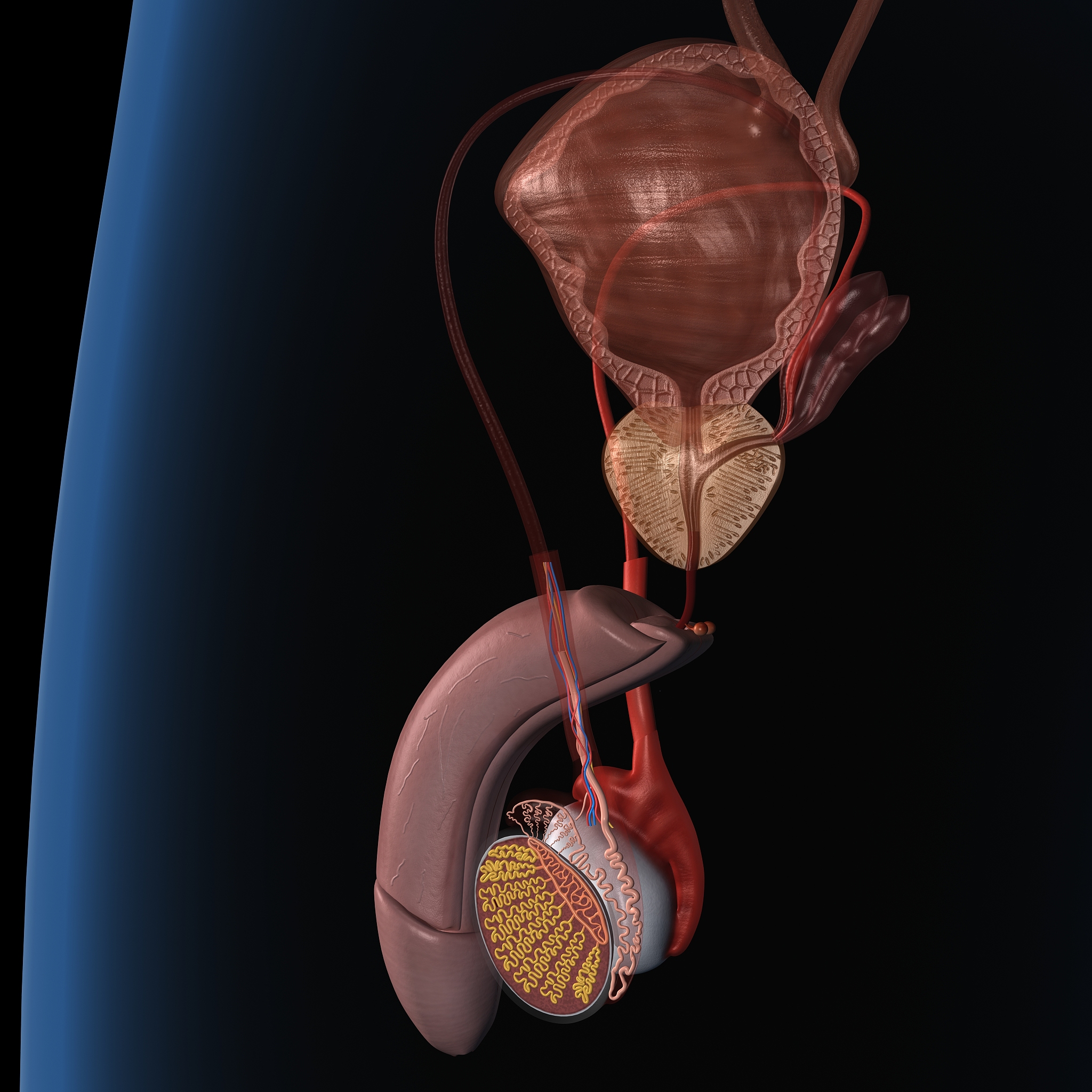 前列腺有什么特征