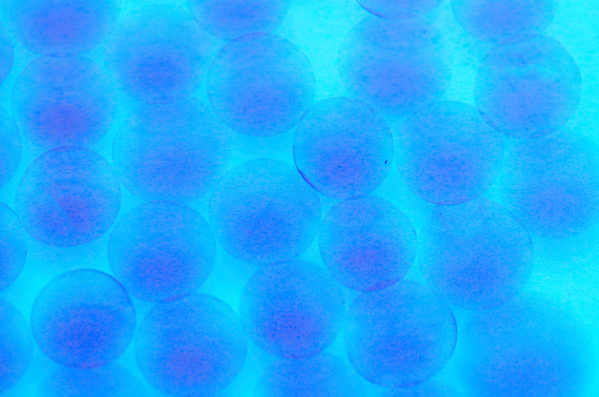 Microfluidics and Nanofluidics 期刊：微流体和纳米流体领域领先期刊