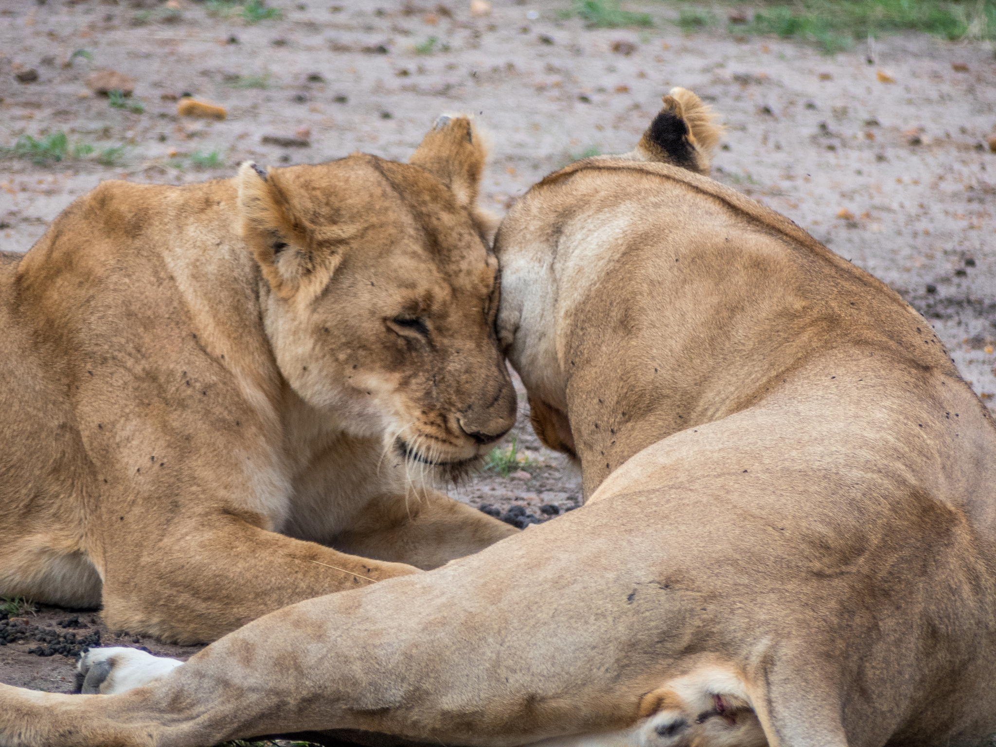 two lionesses of the same herd exchange effusions at sunset in t