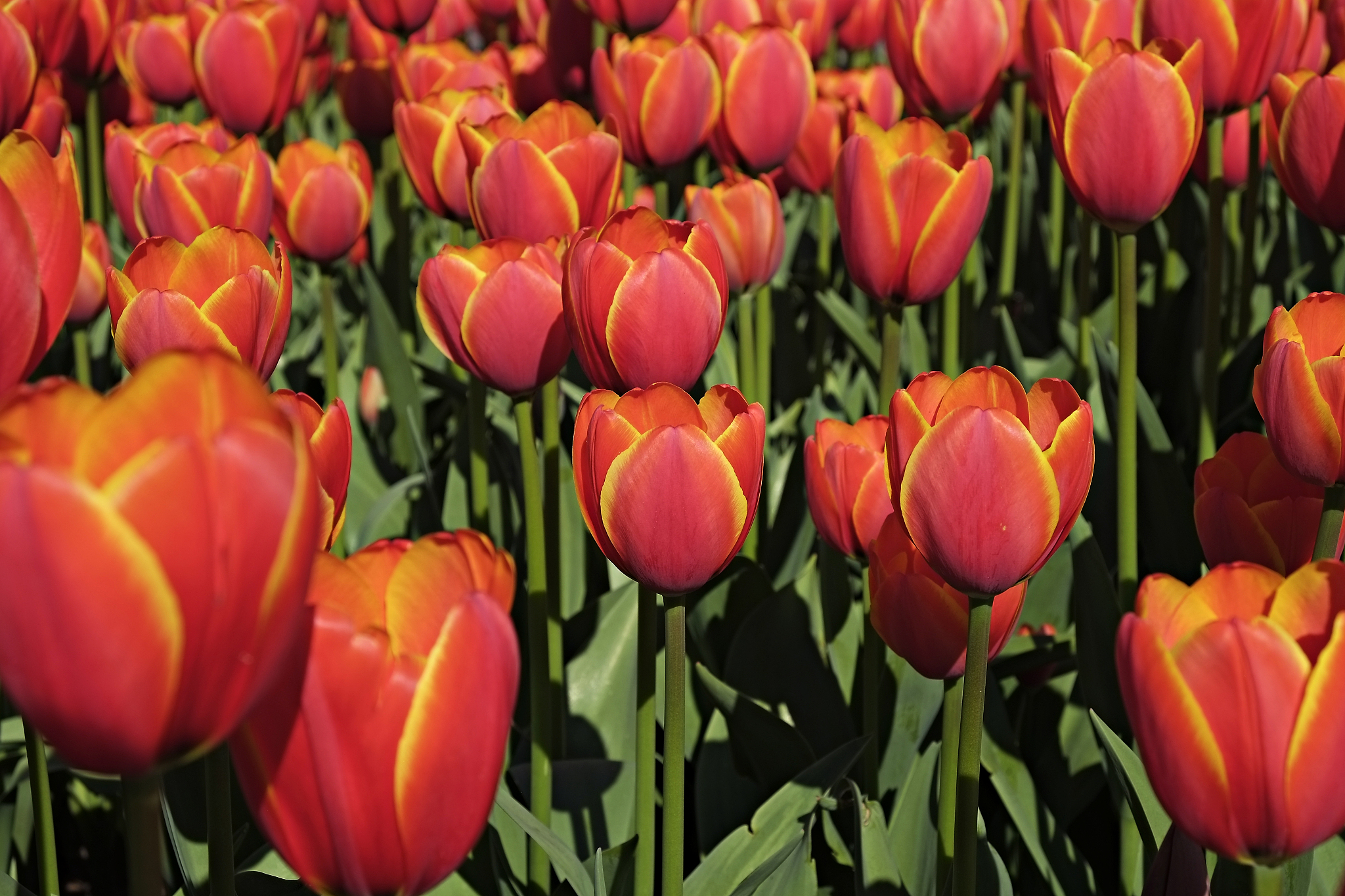 colorful tulips in sun light growing in the city park.