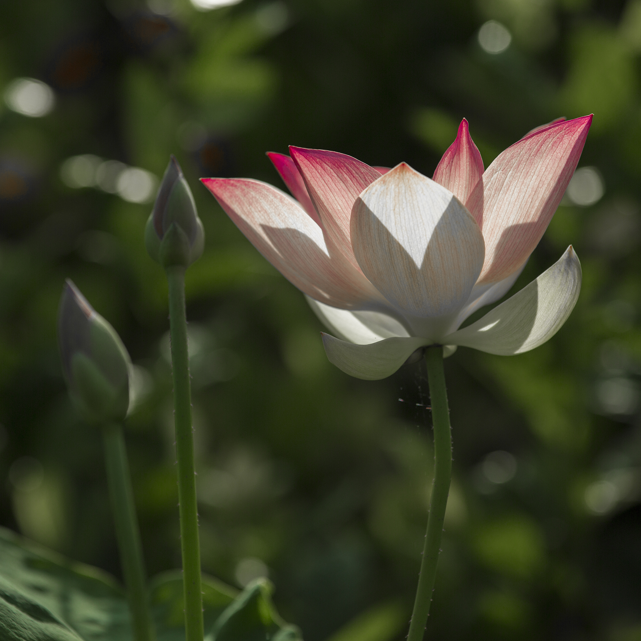 描写荷花的优美句子 - 描写荷花美丽诗意的句子