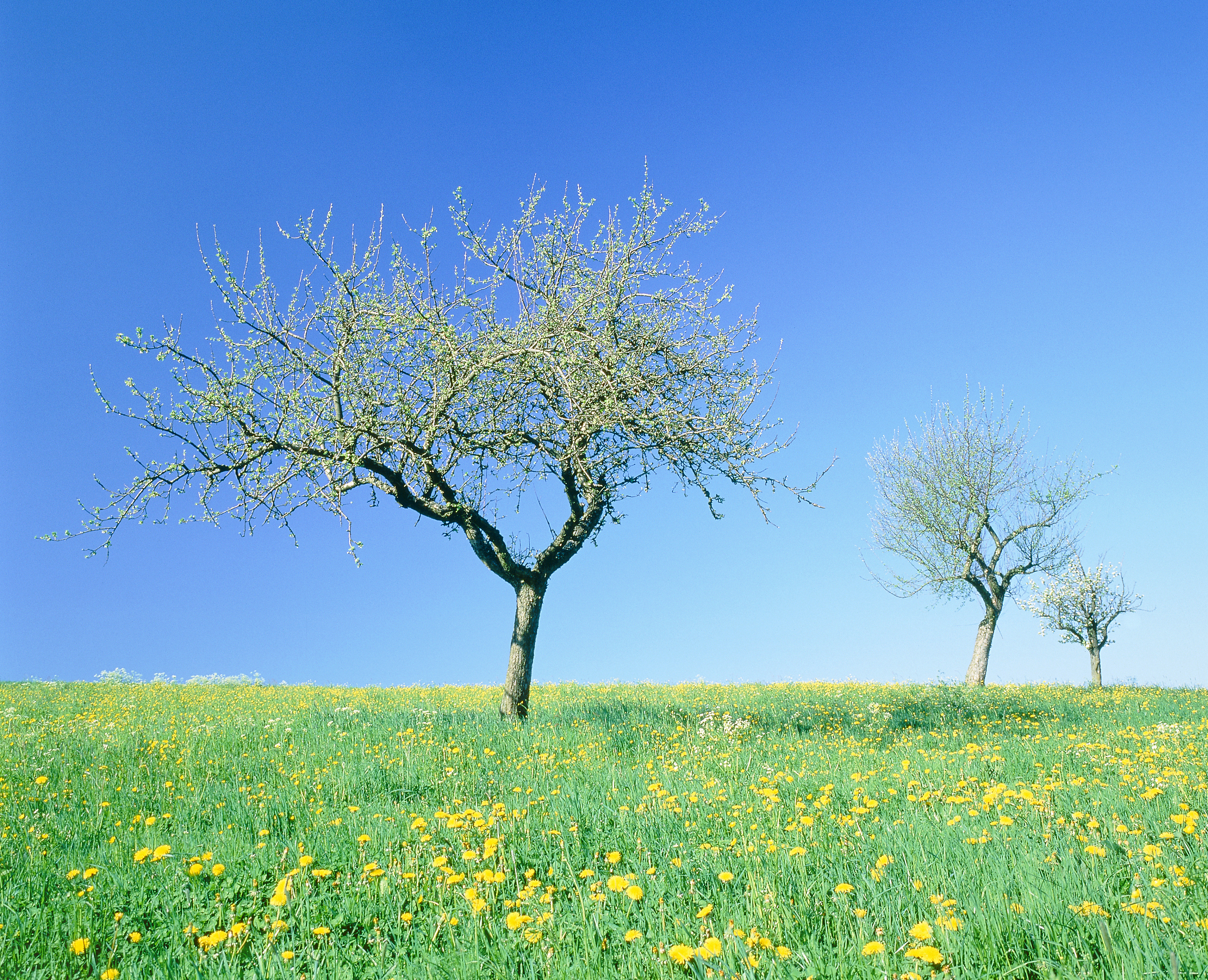 chatgptHello! How may I assist you today春天 写一篇文章