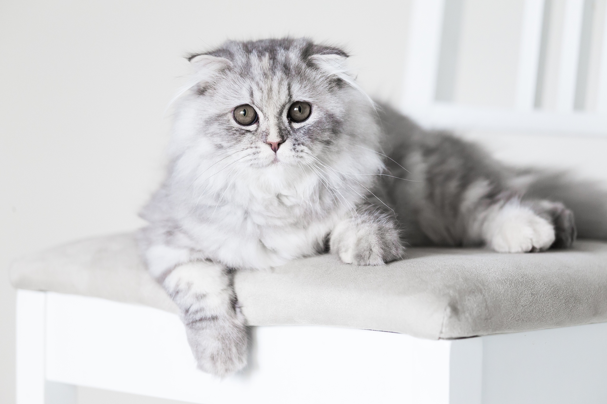猫咪毛色大揭秘！你家猫主子是什么性格？