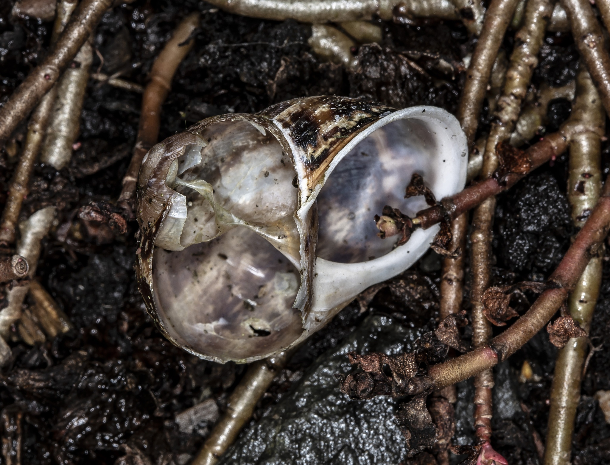 生物入侵的典型案例：从蜗牛到蚂蚁