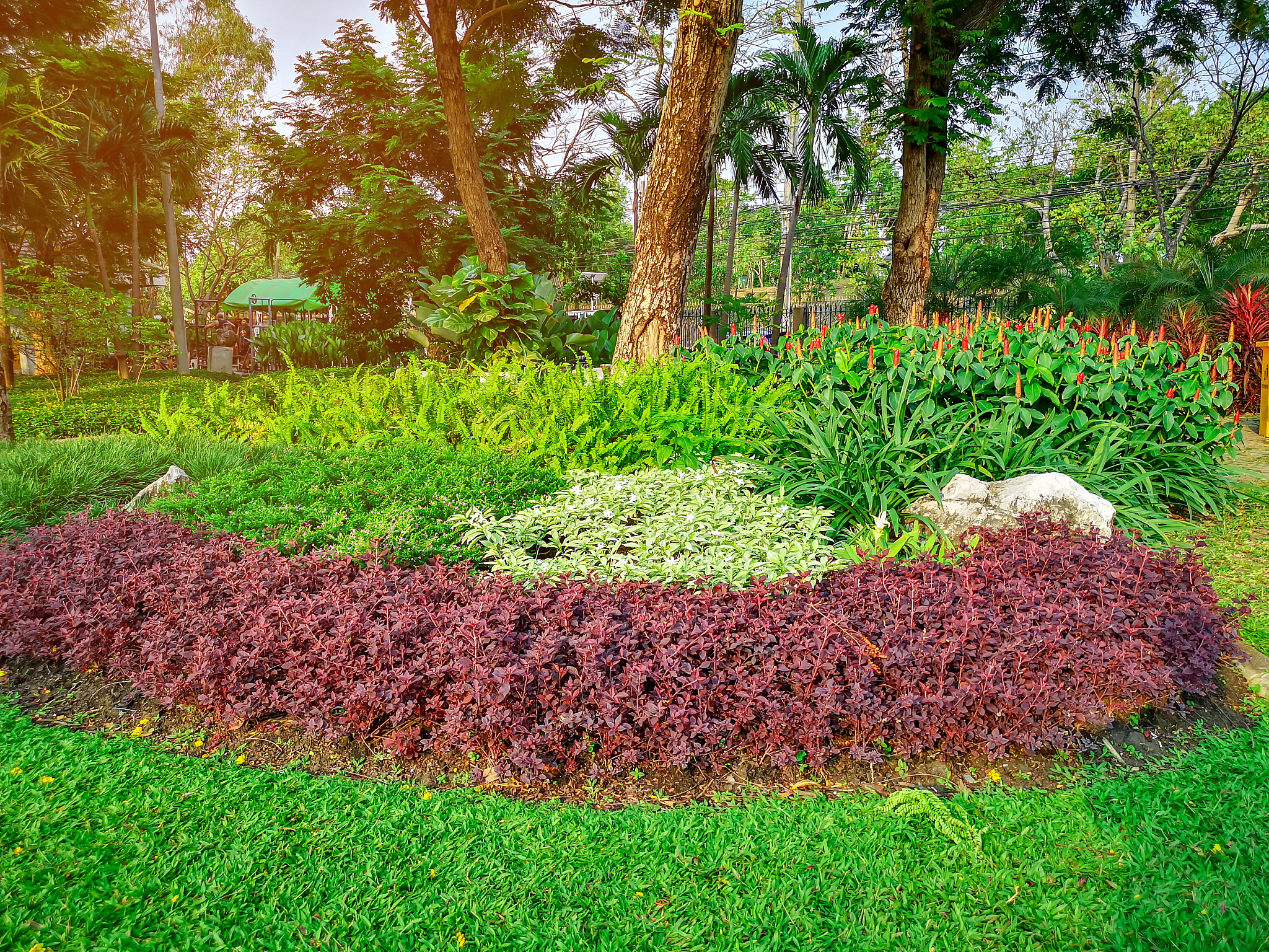 写一篇关于延安市园林彩叶植物应用模式中的基础种植和色块种植。