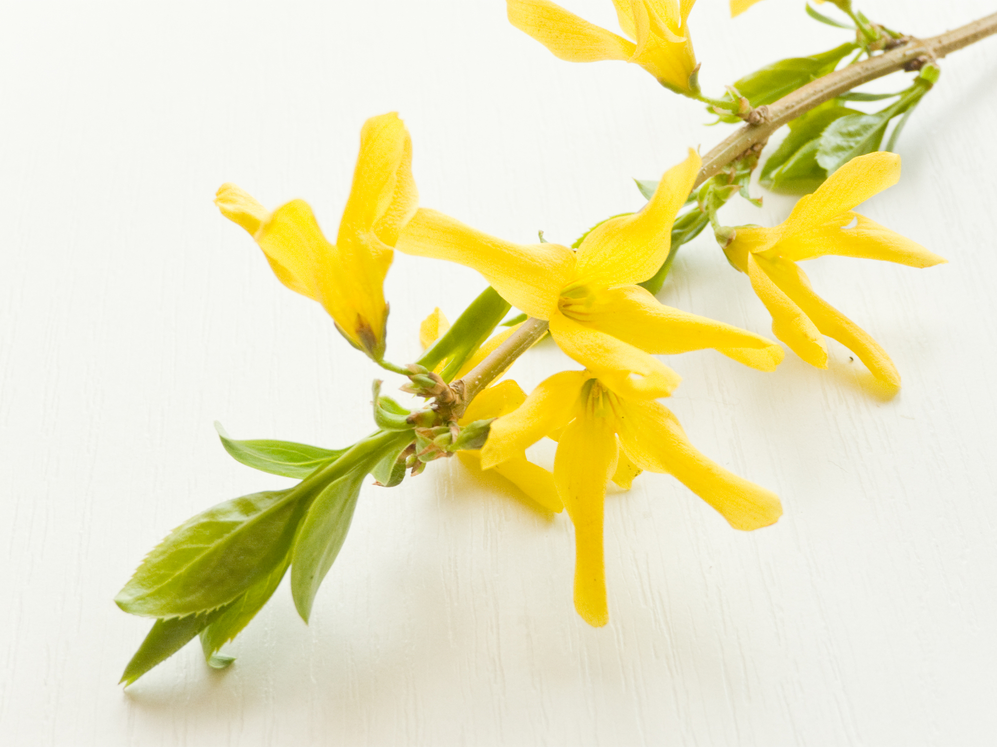 forsythia