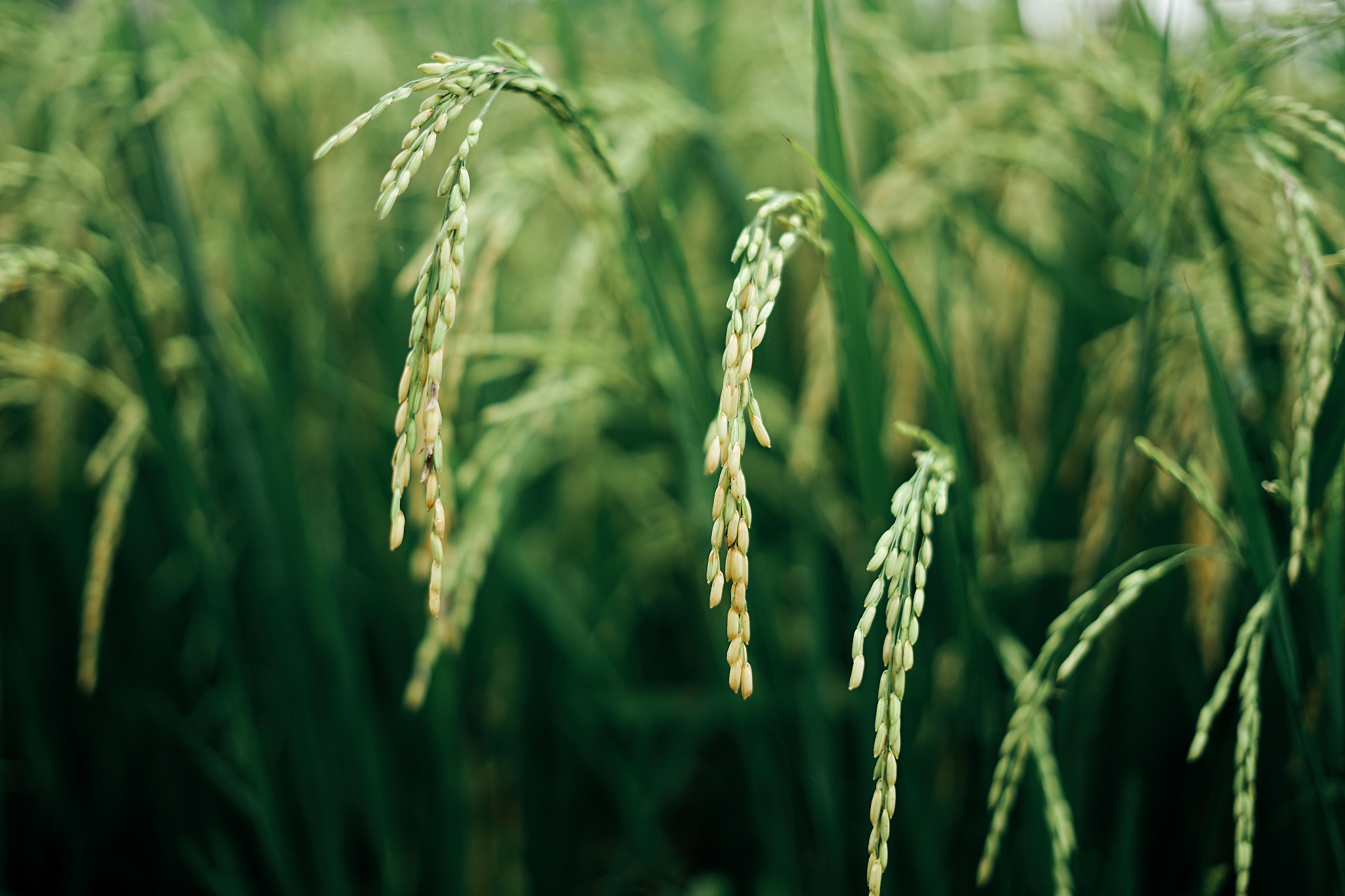 曲靖农业学校2019年五年一贯制大专招生简章