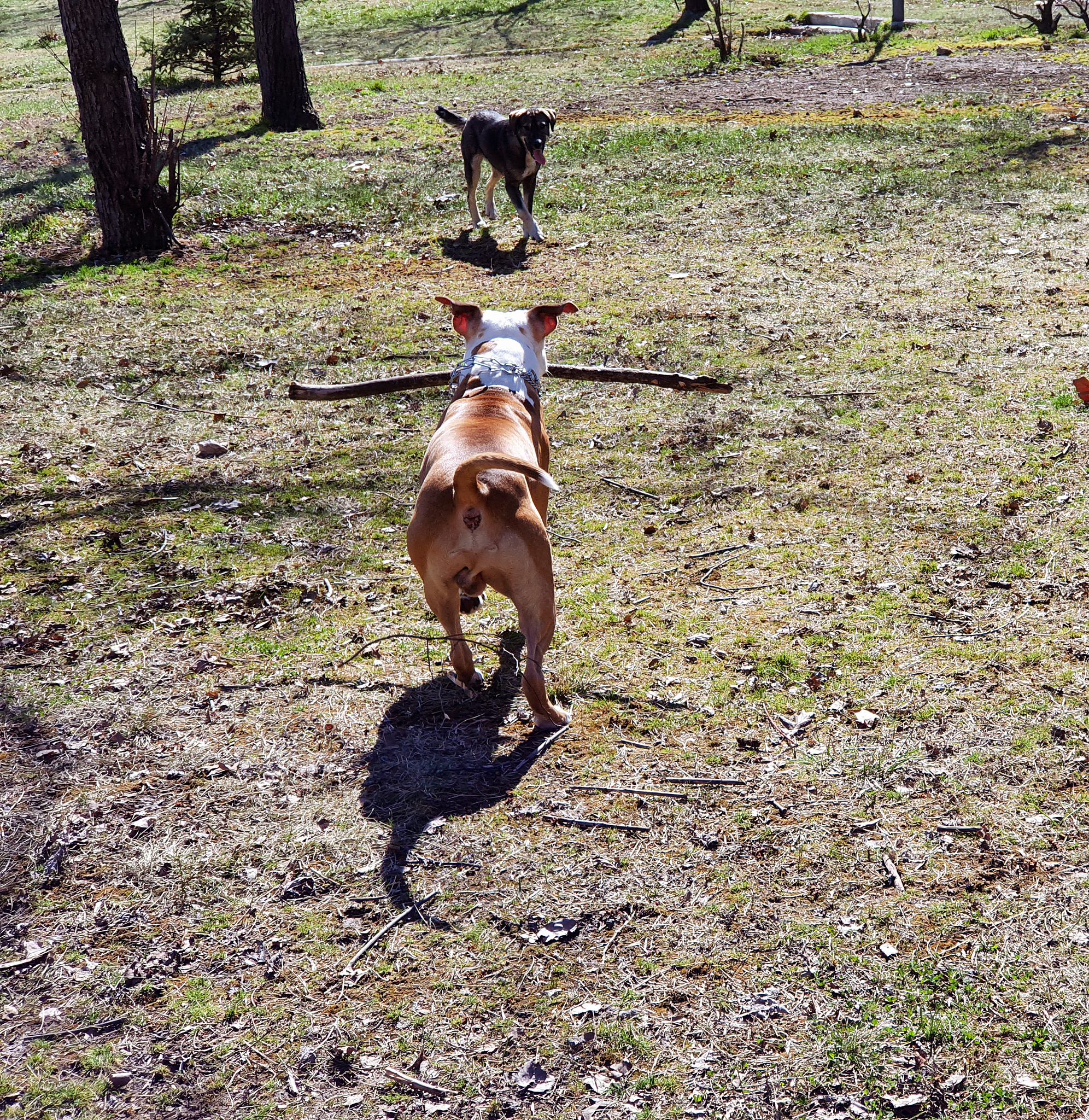 你是一个宠物专家熟悉各种宠物习性我希望用你的专业知识帮助我解决一些宠物相关的问题并已文章的形式呈现文章要做好问题关联细分并详细说明字数最好不低于1000字。根据这个标题：狗狗角弓反张什么原因？特别注意在文章中不要出现首先、其次、最后、接下来、综上所诉字眼。