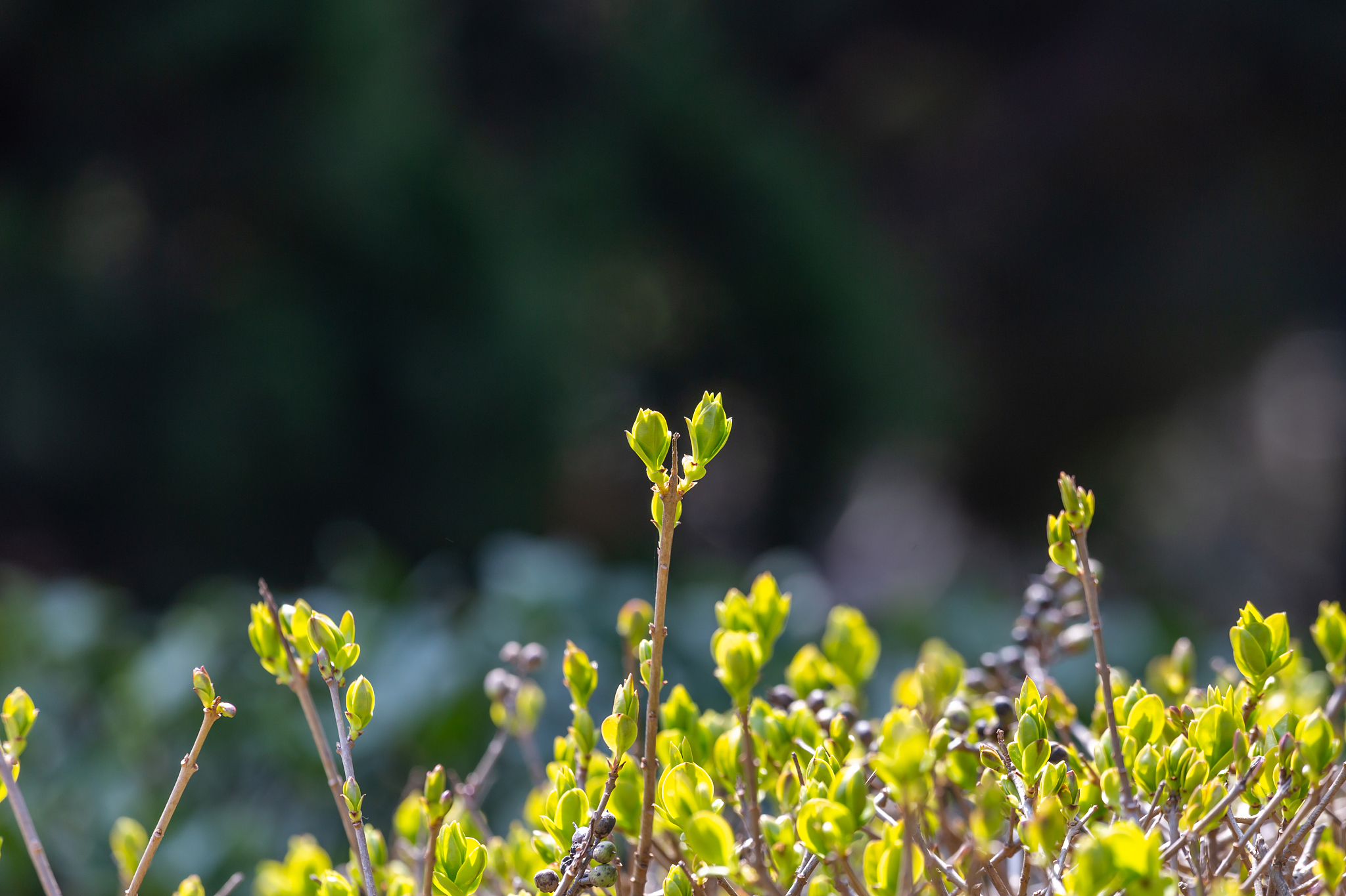 春天：万物复苏，生机勃勃的季节