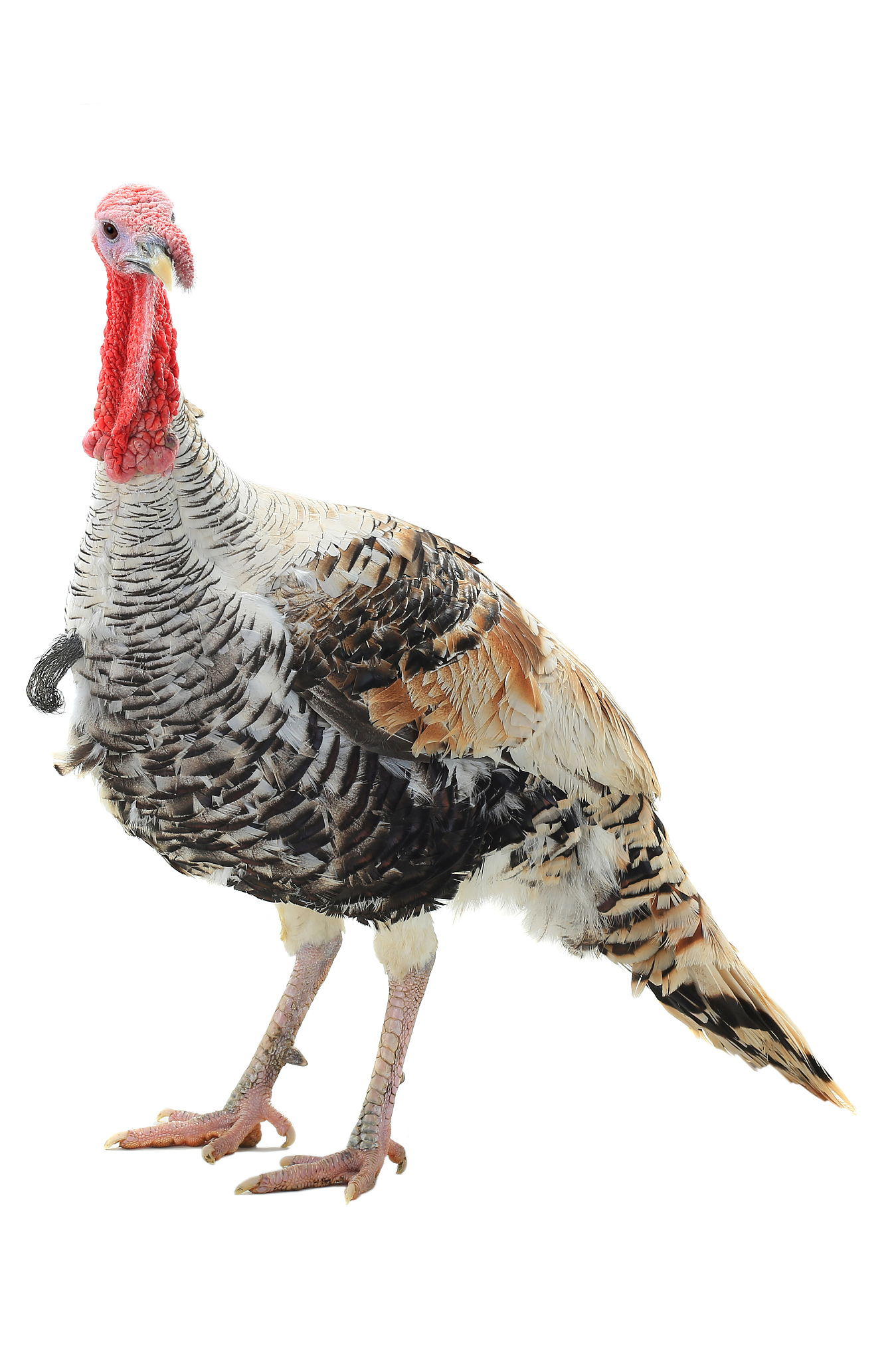 turkey