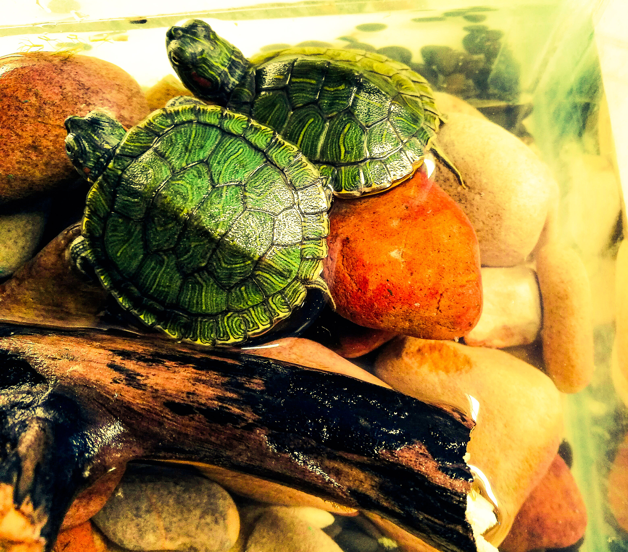 巴西龟交配季节：最佳时间和影响因素