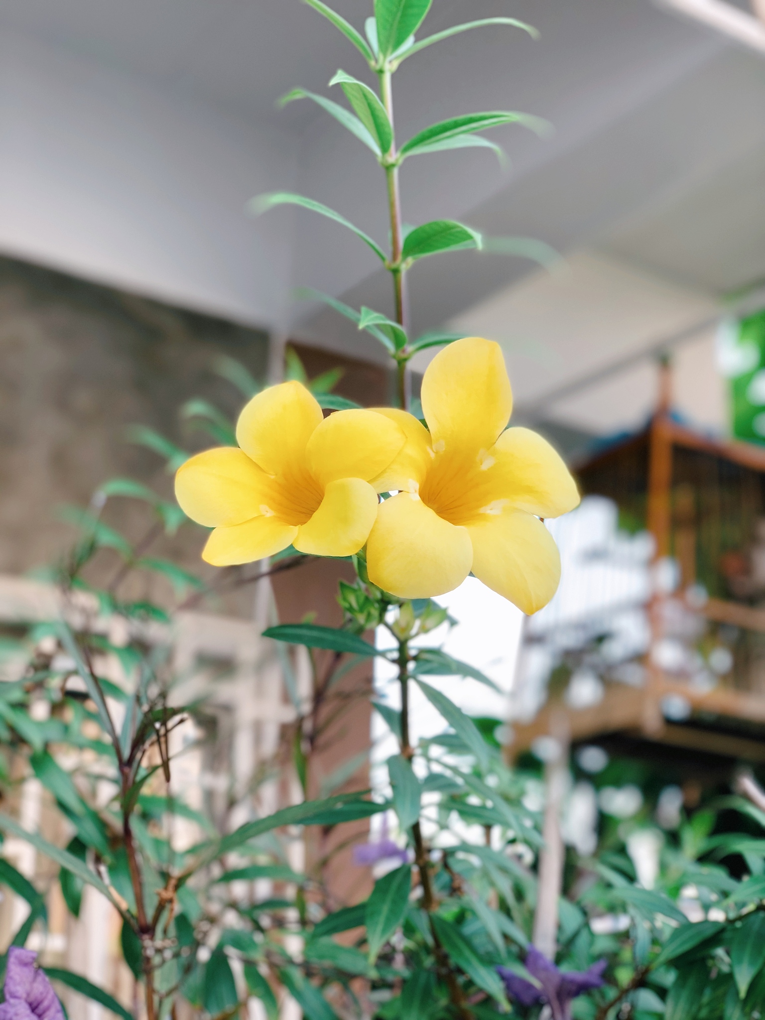 close-up of yellow flowering plant