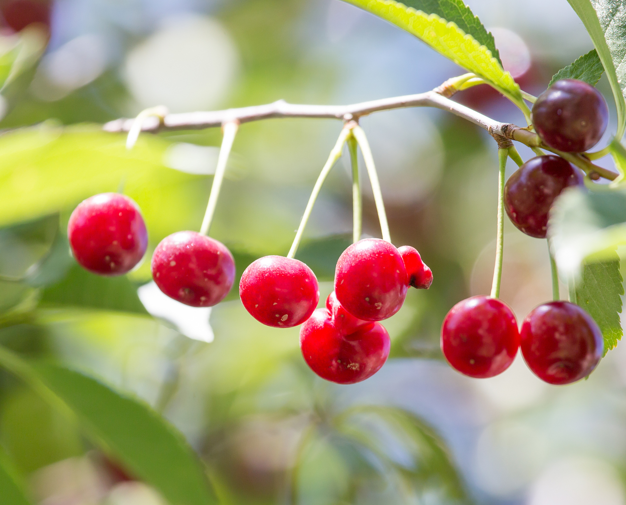 ripe cherries on the tree