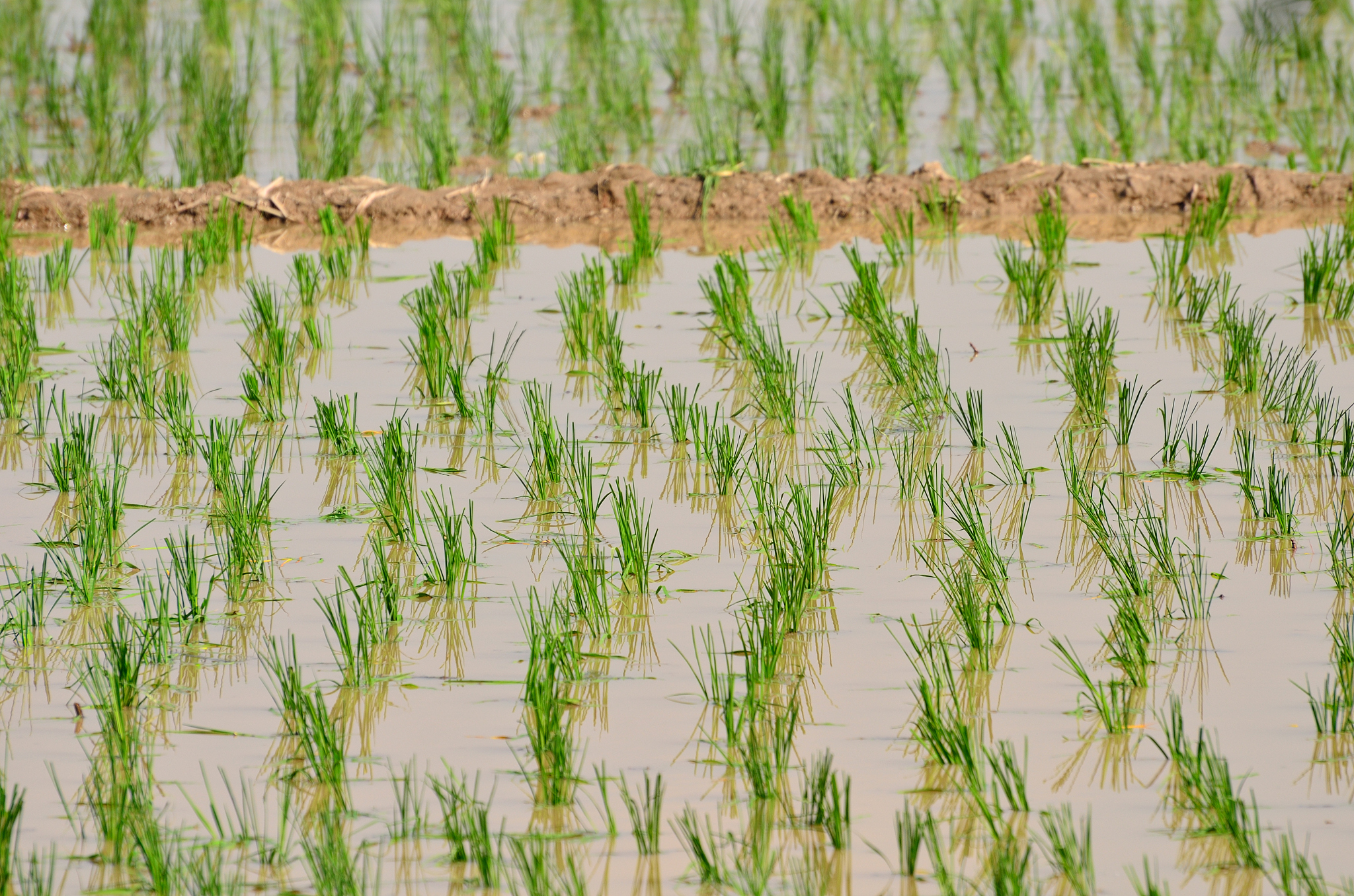 翻译下面的话：An important outstanding question is how the stability of the African rice system—which is defined as the temporal dimension of the availability access and utilization of rice—will evolve under