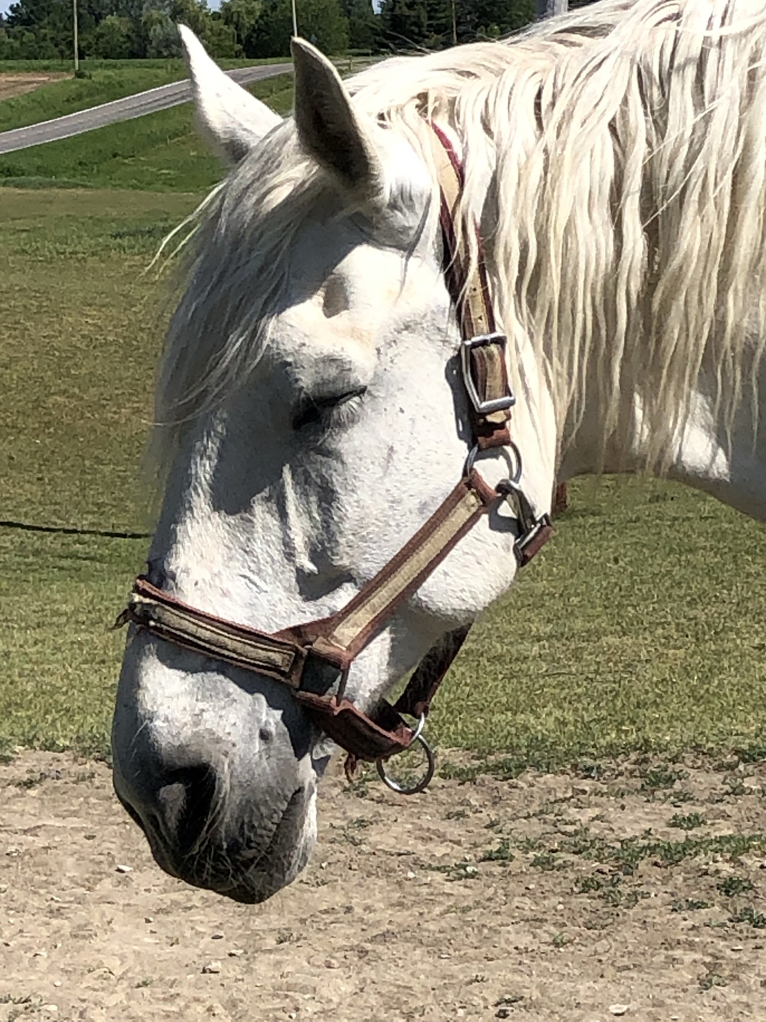 white horse close-ups on the head