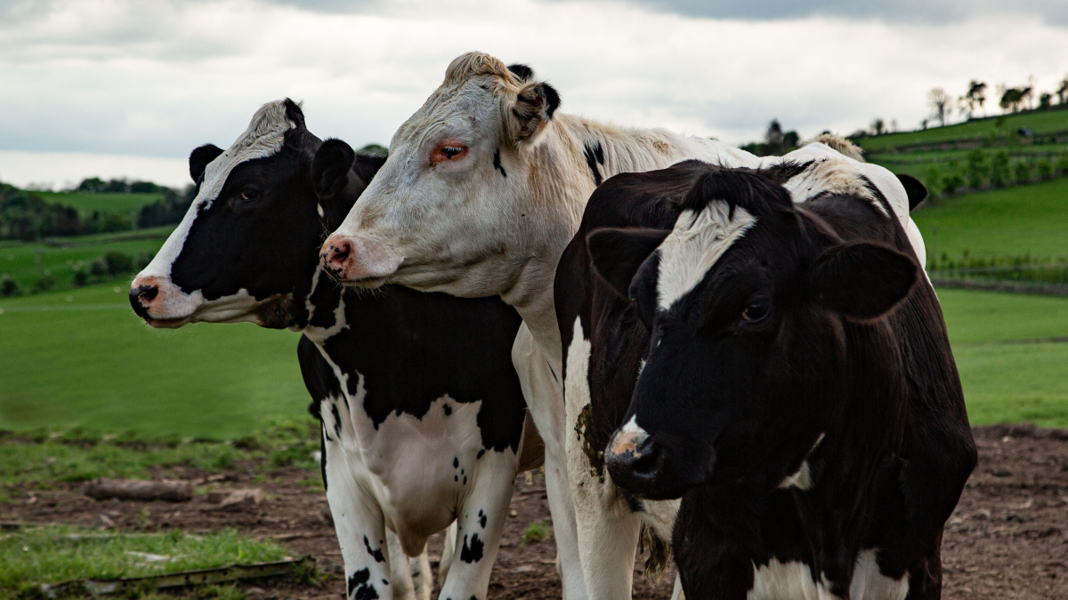 cattle/04k03tl/ n.牛,单复数同形,复数形式cattle干