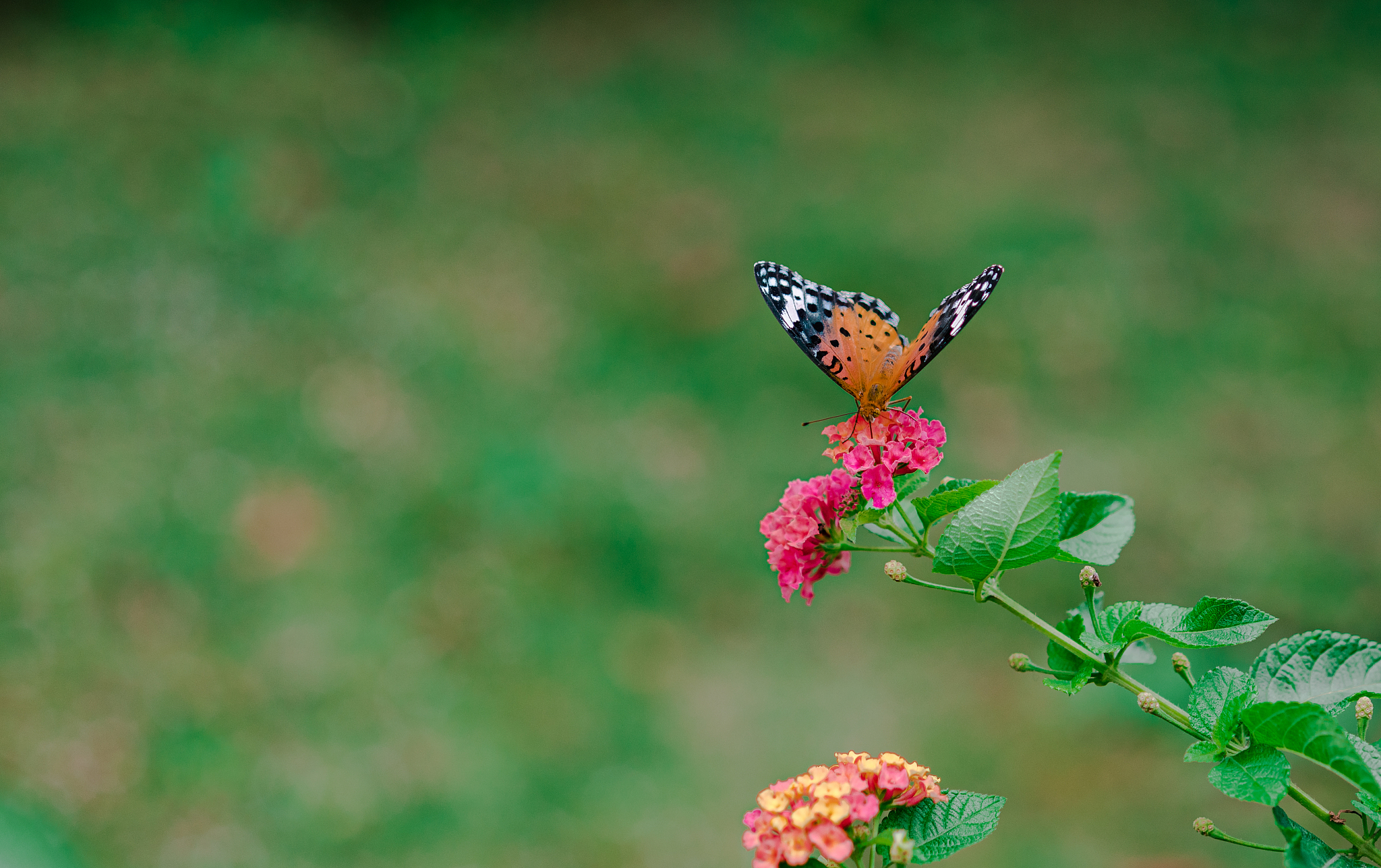 帮我写一首蝶恋花