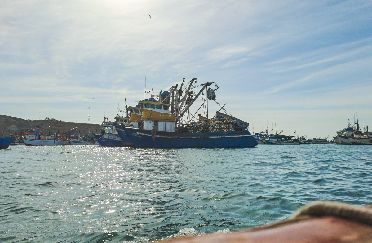 海洋渔业科学与技术专业学什么 有什么课程