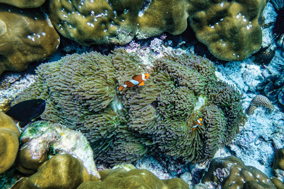 海葵多长时间分裂