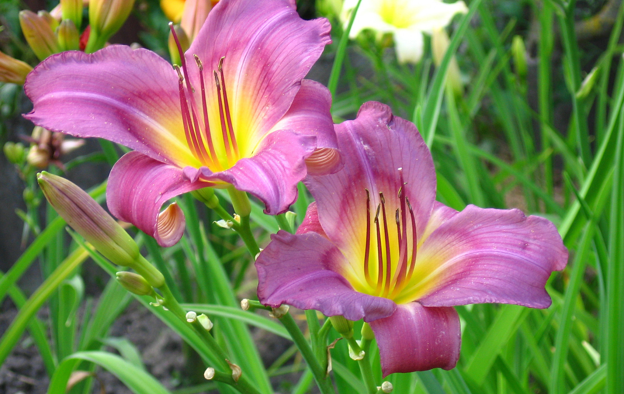 《青春之歌》主要内容