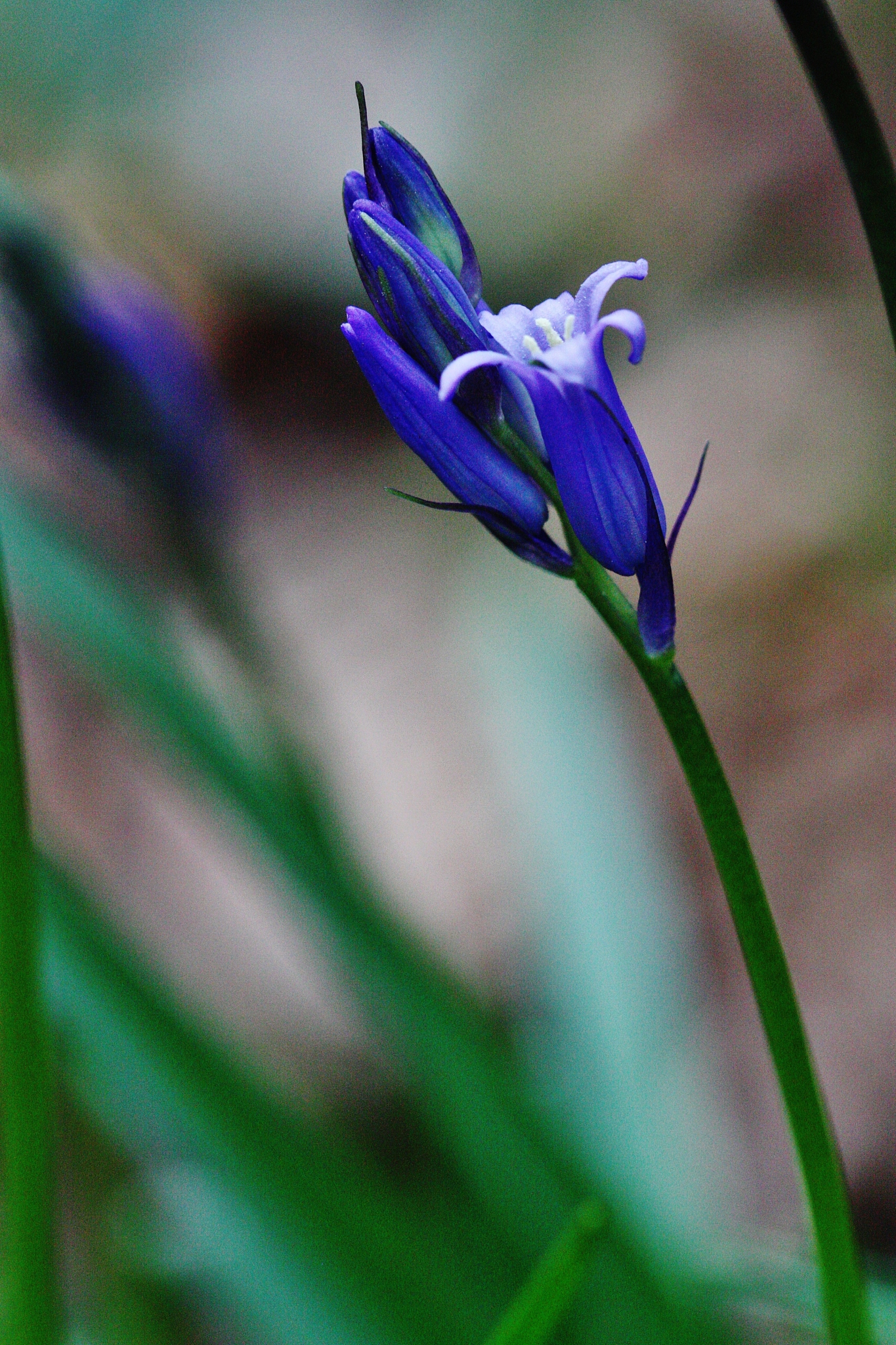 bluebell & noise