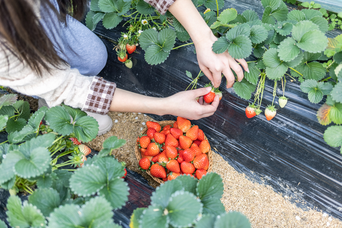 草莓休闲旅游攻略：采摘、美食、文化体验全攻略