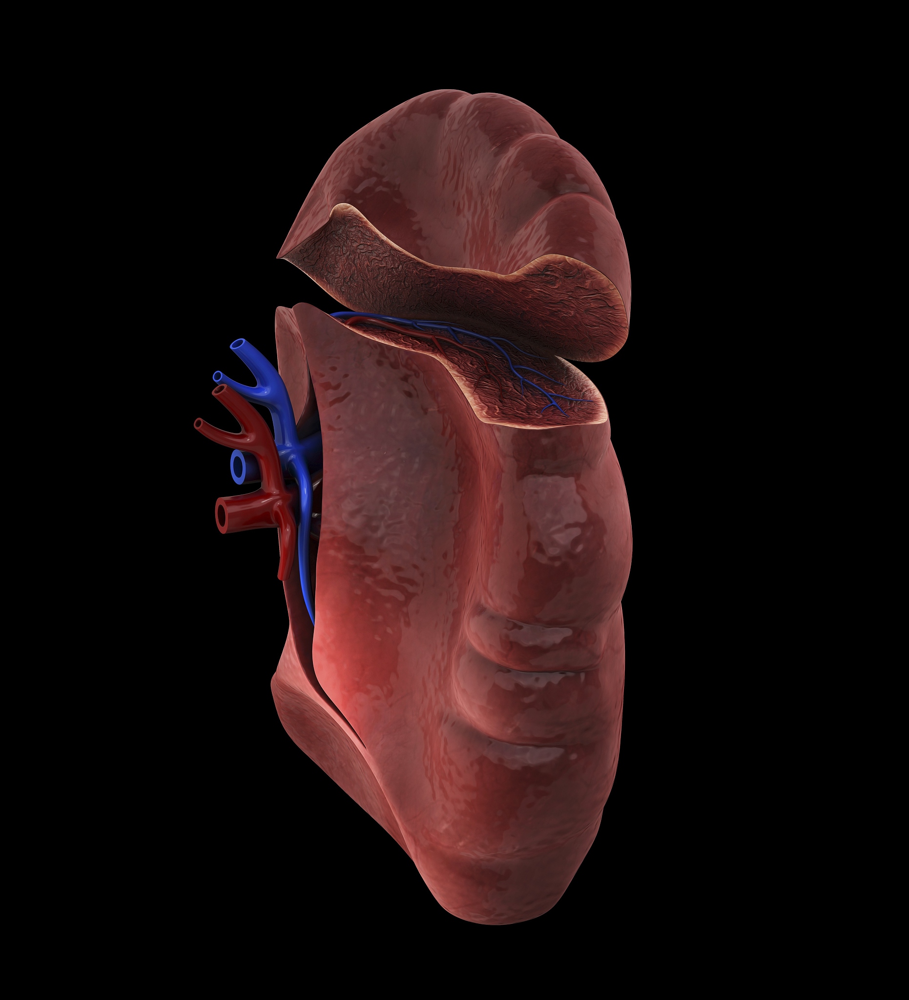 闭合性胸腹部损伤合并创伤性脾破裂：症状、诊断及治疗