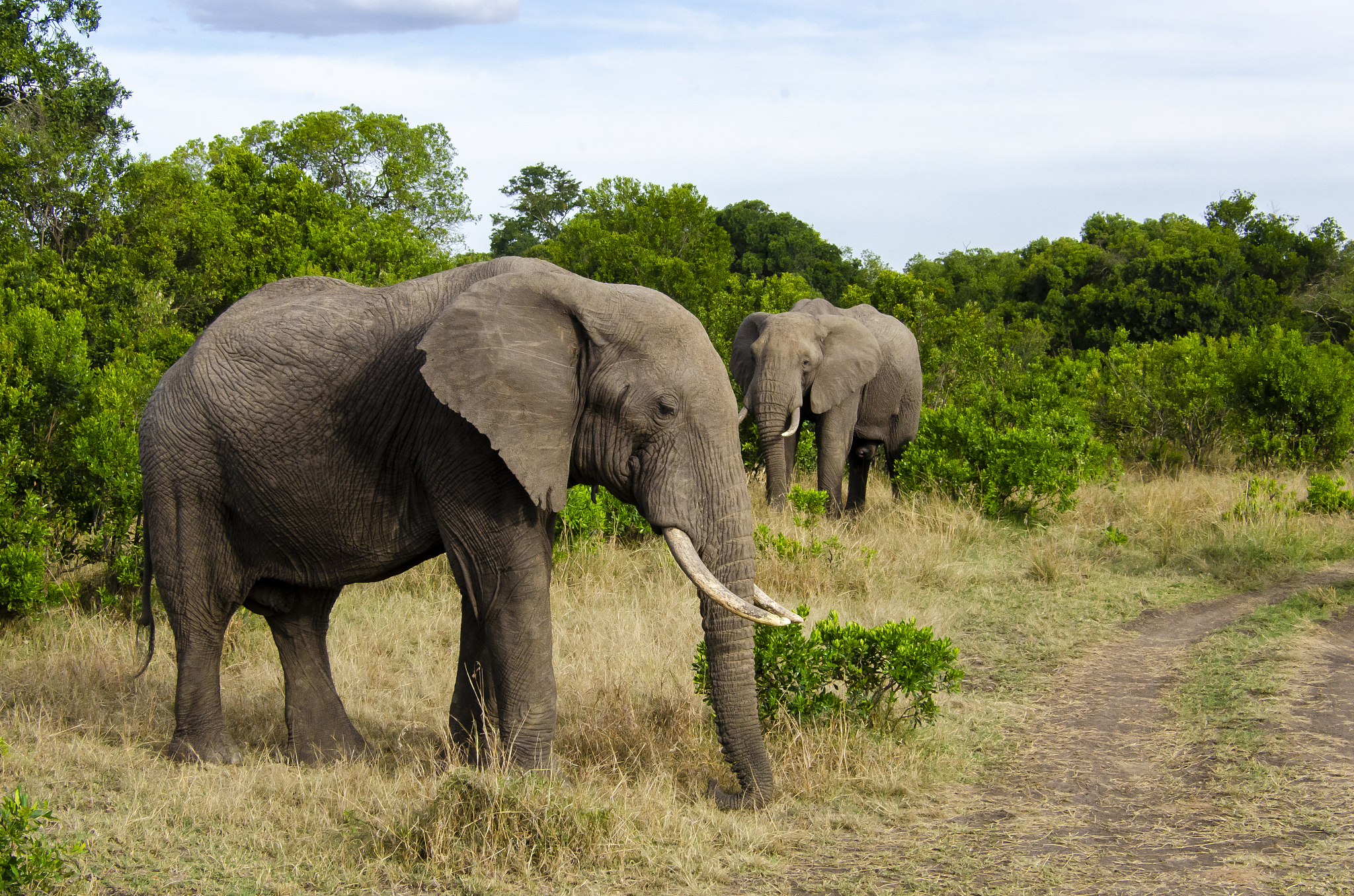 an elephant herd in the bushes of masai mara national reserve du