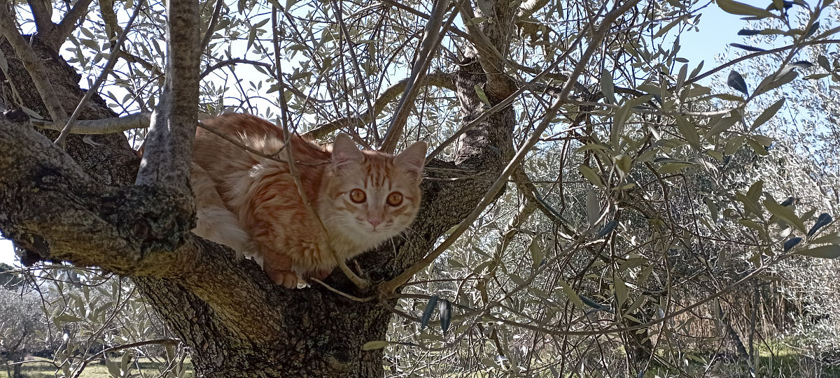 勇敢的小花：冒险与探索的童话故事
