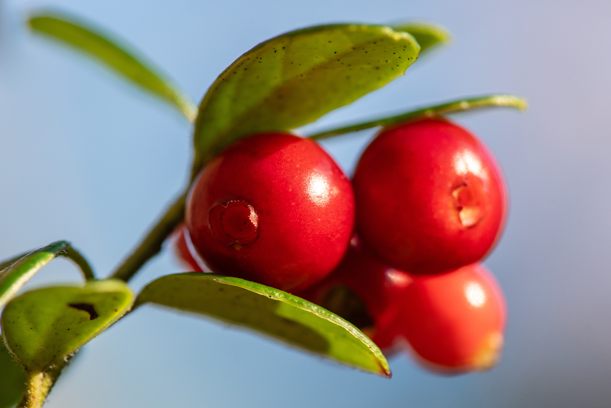 closeup of red lingonberry or cowberry still growing on the plan