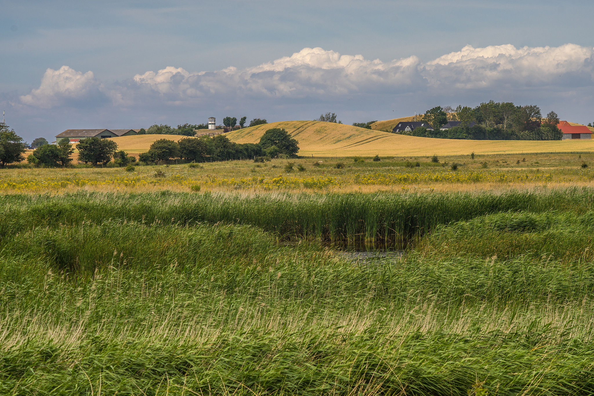 同义高级简洁替换：The winter wheat was harvested when grains were full and golden to physiological maturity and each plot was sampled by removing 1 m of side rows and side plants avoiding border rows and the a