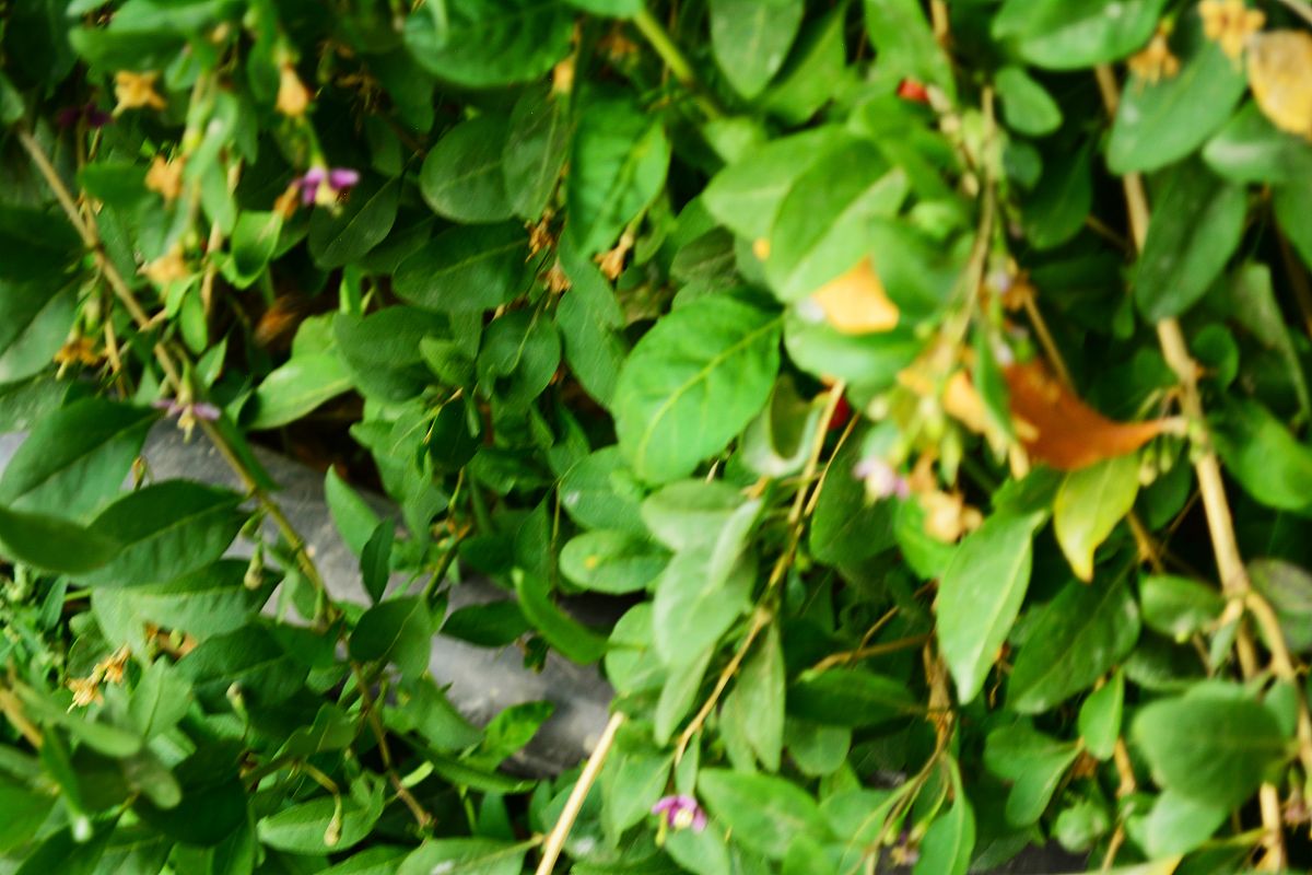 山豆根为豆科槐属植物越南槐SophoratonkinenisGapnep的干燥根及根茎又名广豆根、大山豆根、黄结、苦豆根、南豆根等。豆科槐属植物在我国分布广泛化学成分主要是以生物碱和黄酮类化合物为主具有很好的抗肿瘤和抗菌活性。请帮我修改完善一下上面这段话
