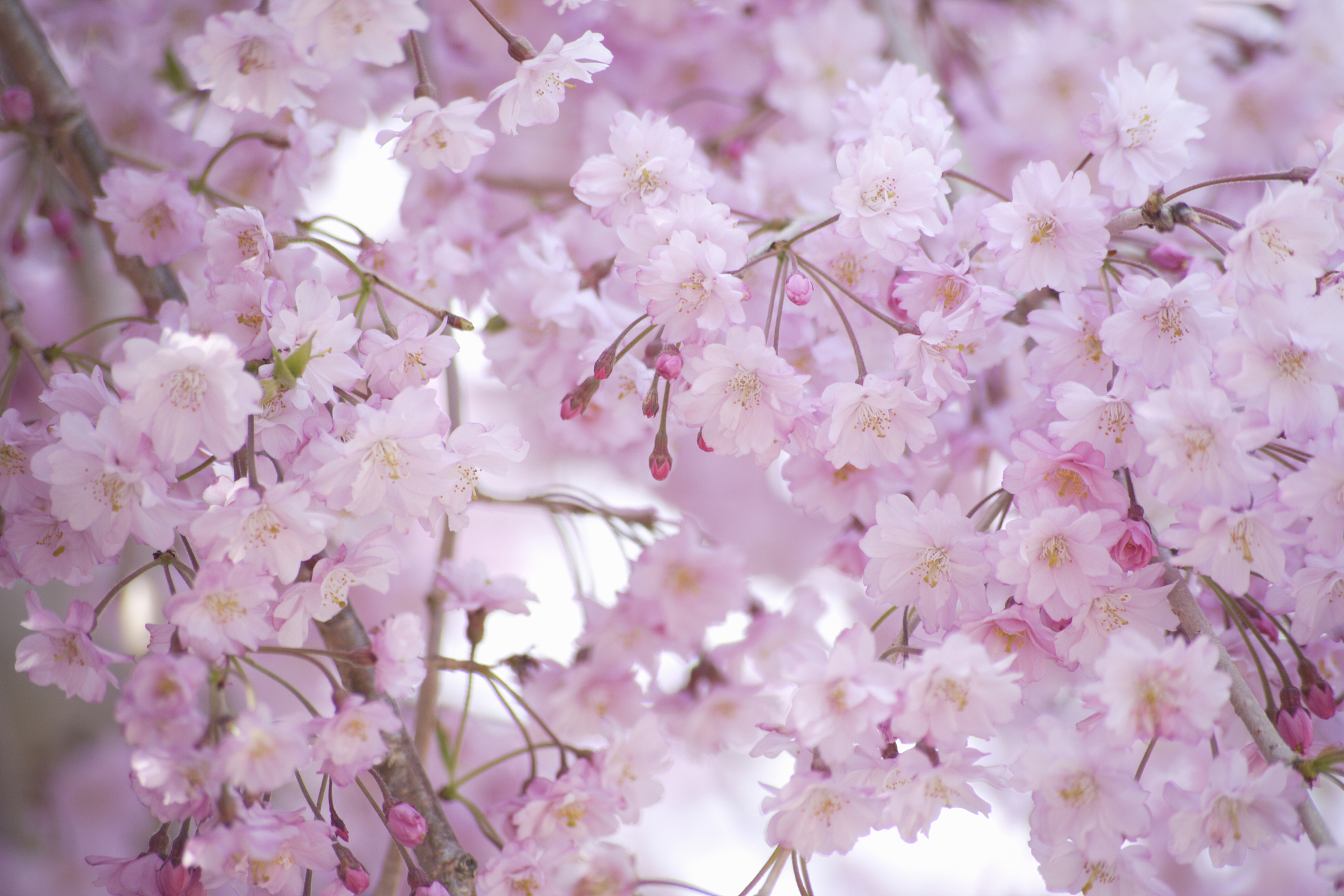 Clannad 中的樱花品种：山樱花