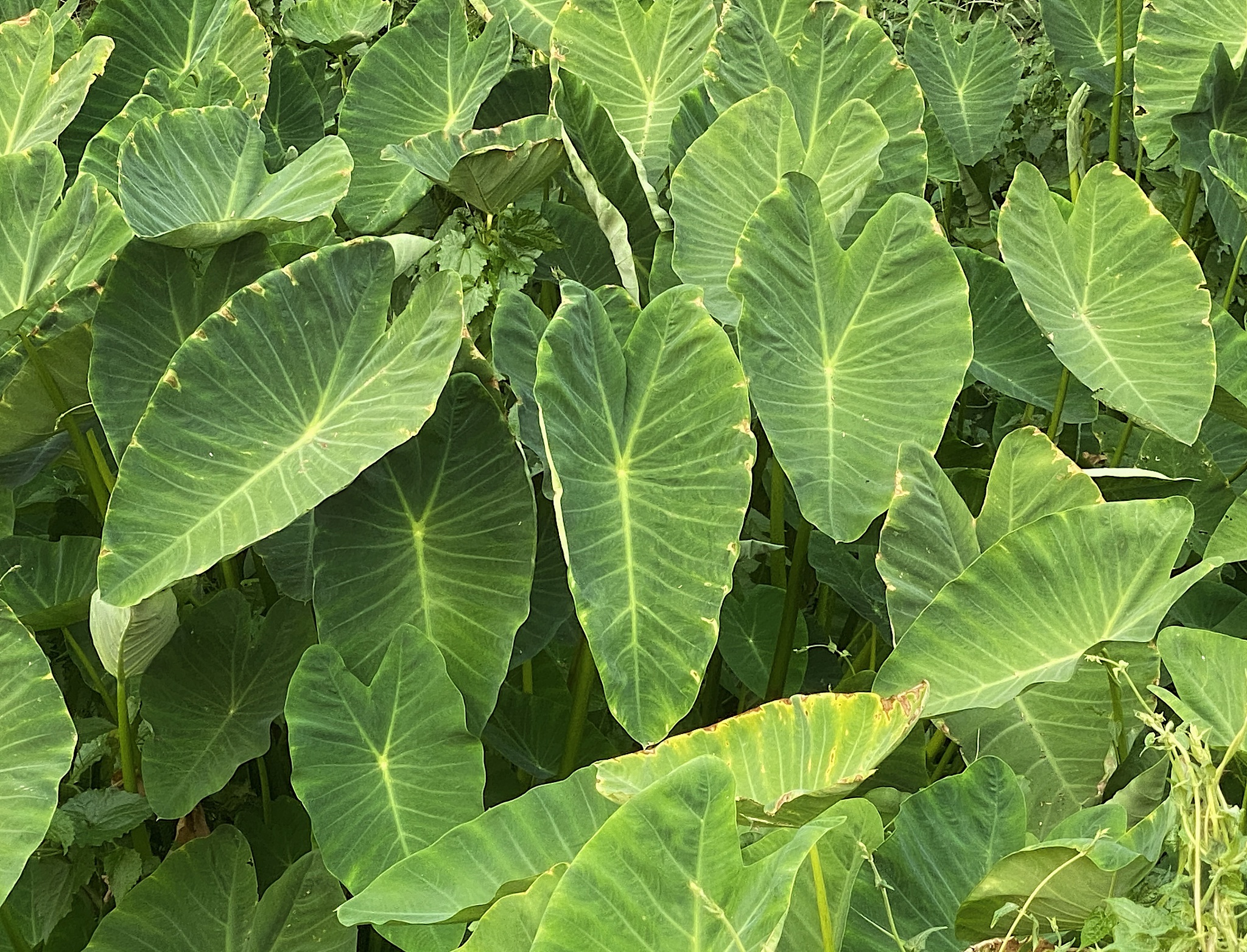 green caladium leaves .