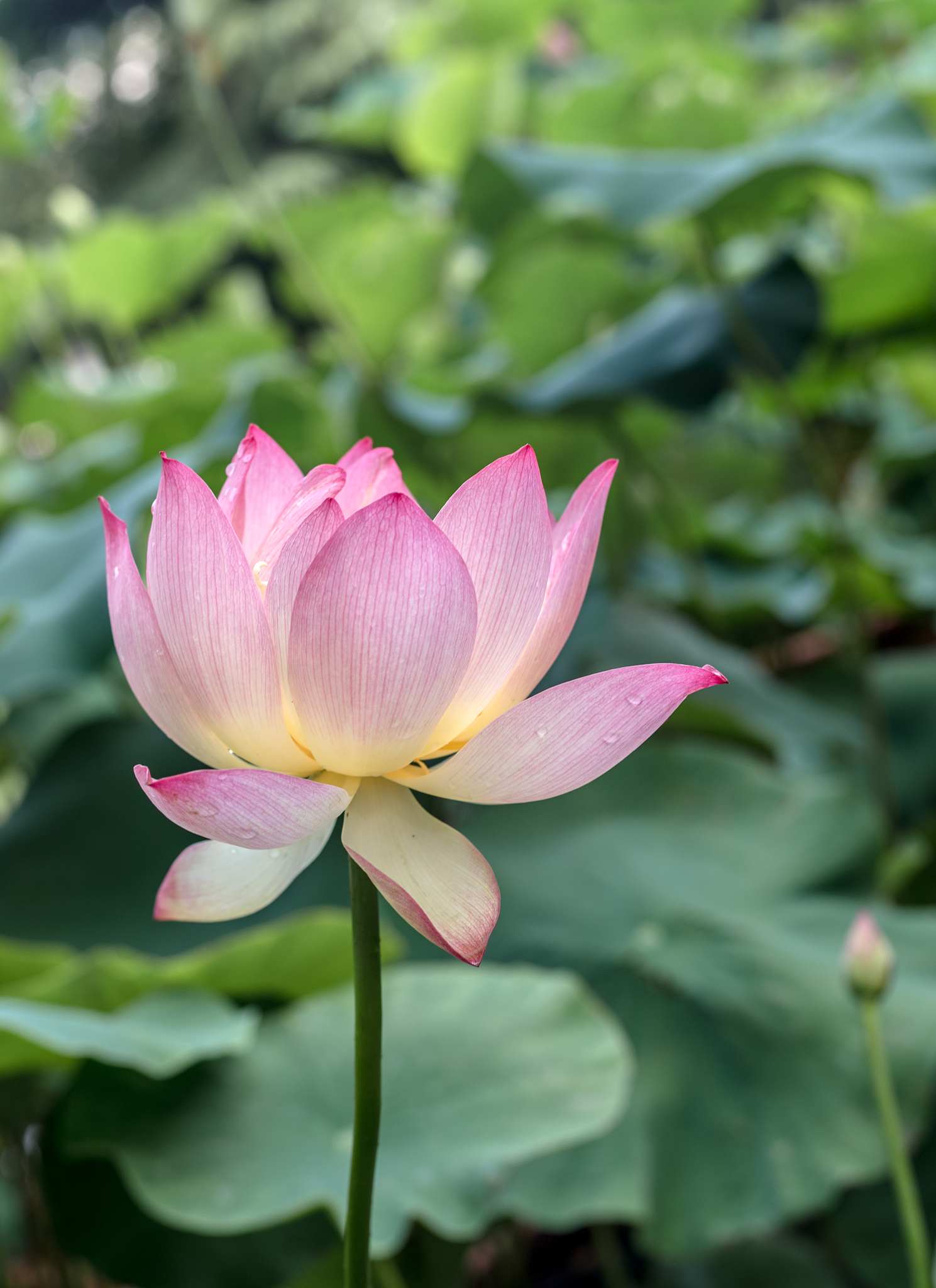 荷花不开花怎么办怎么促进开花需要施肥吗1500字