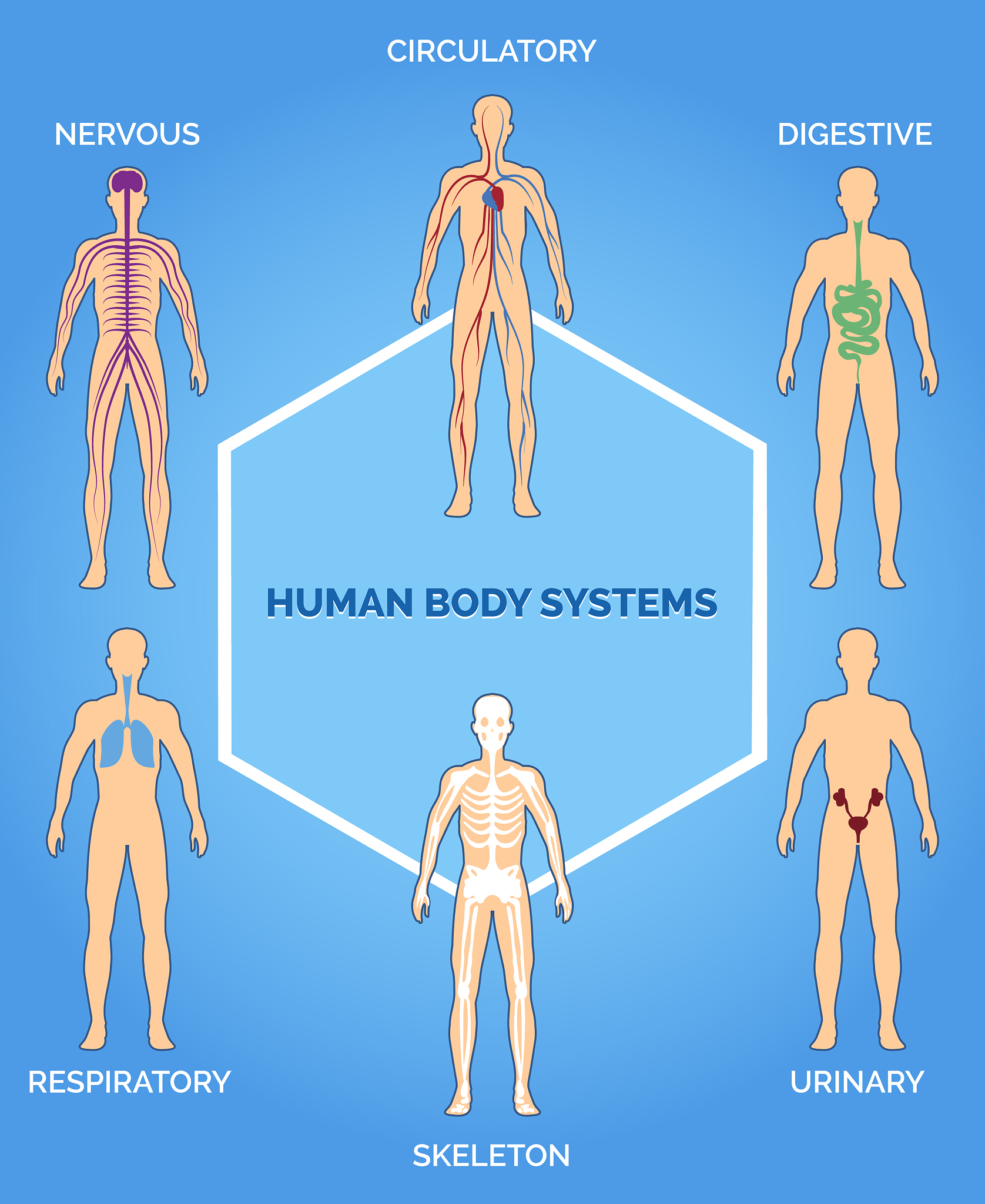 Which tissue of human body produces the highest amount of lactic acid