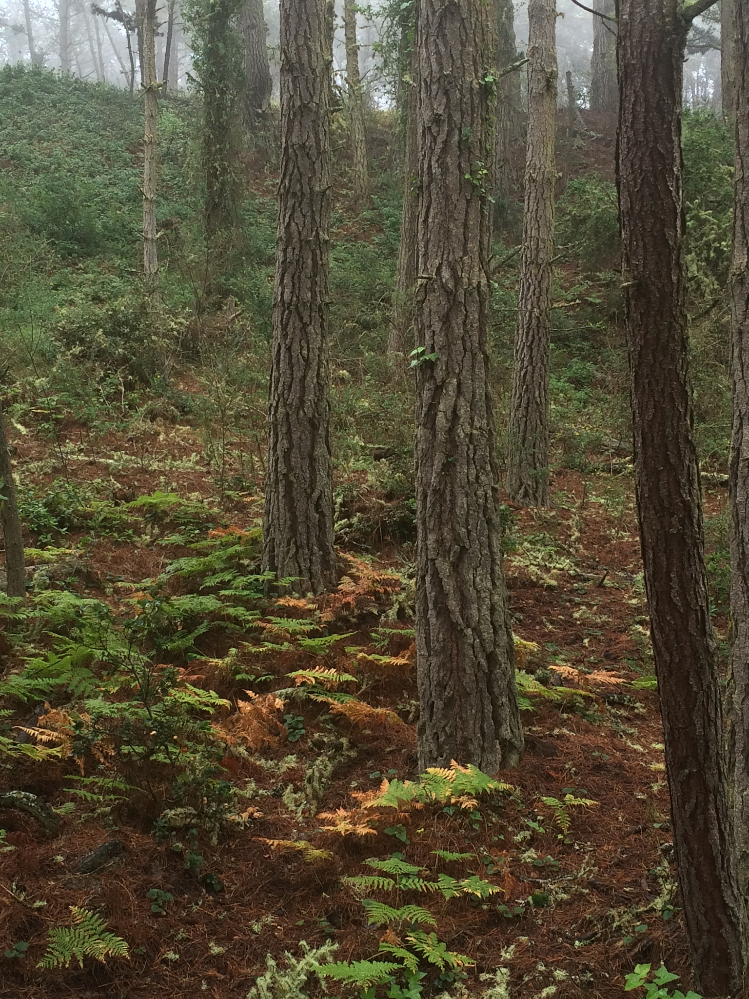 阴生树种：松树、桉树、杨树、金丝楠，哪个是？