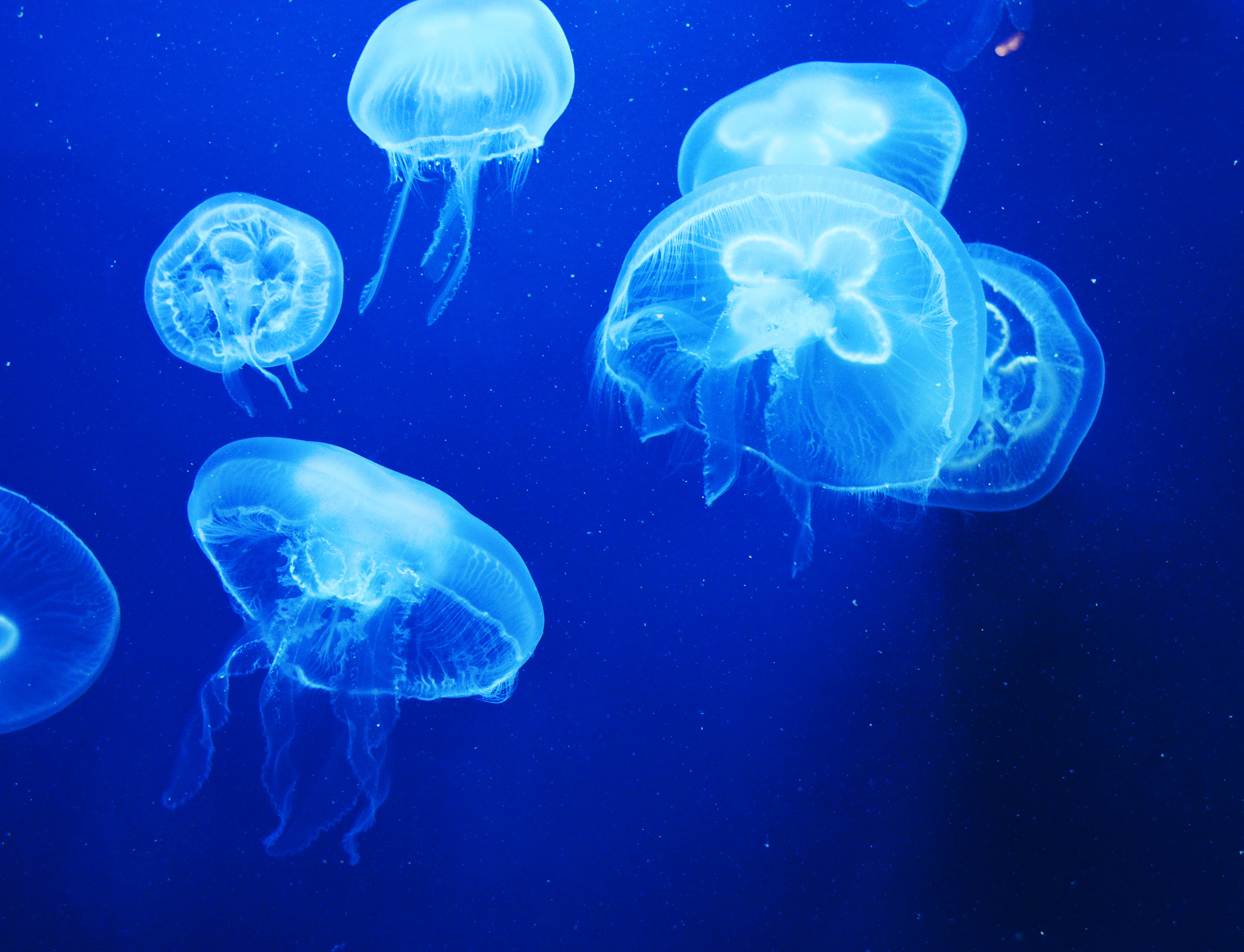jellyfish
