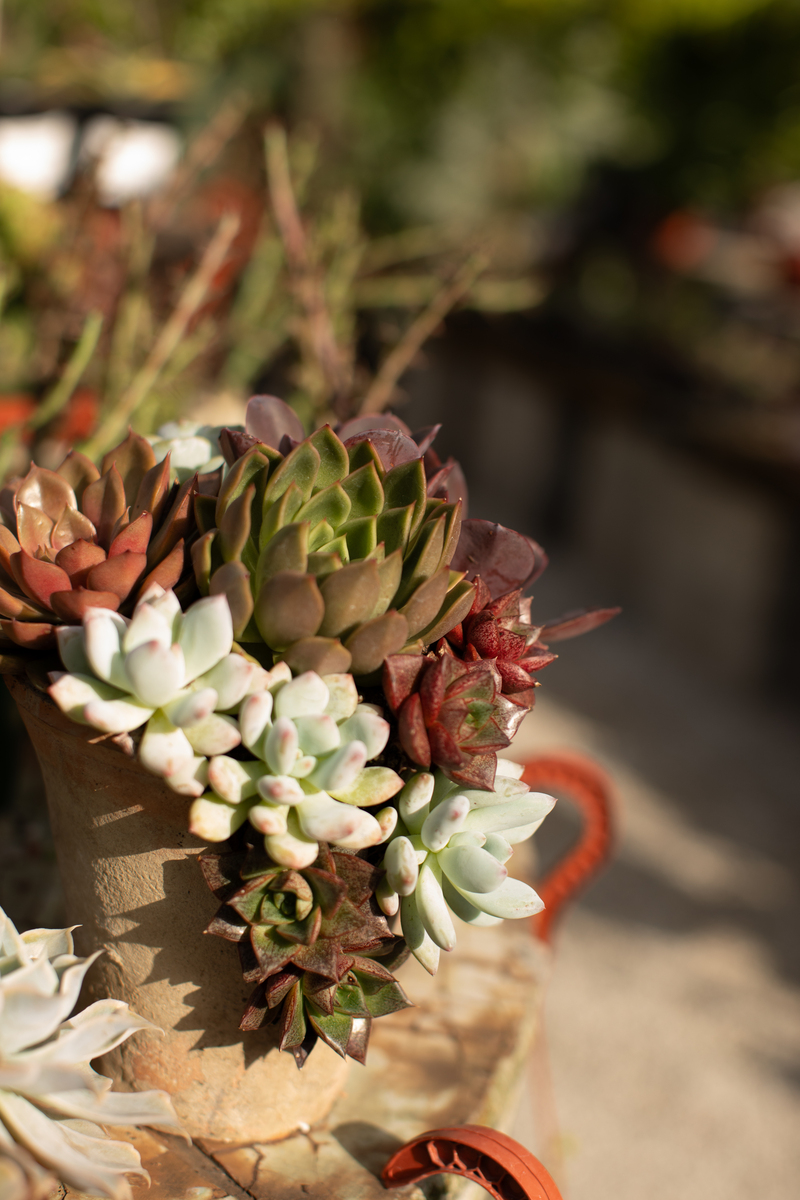 扭扭花用途：室内装饰、盆景、花坛、空气净化、观赏