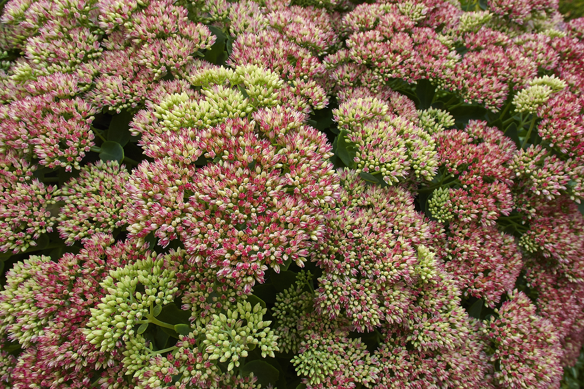 菱叶绣线菊菱叶绣线菊学名为Chrysanthemum coronarium L是一种花菜类植物属于菊科植物。它是一种多年生草本植物可以生长到50厘米高。它的茎上有分枝叶子呈菱形或椭圆形而且通常有缺口边菱叶绣线菊果的特点