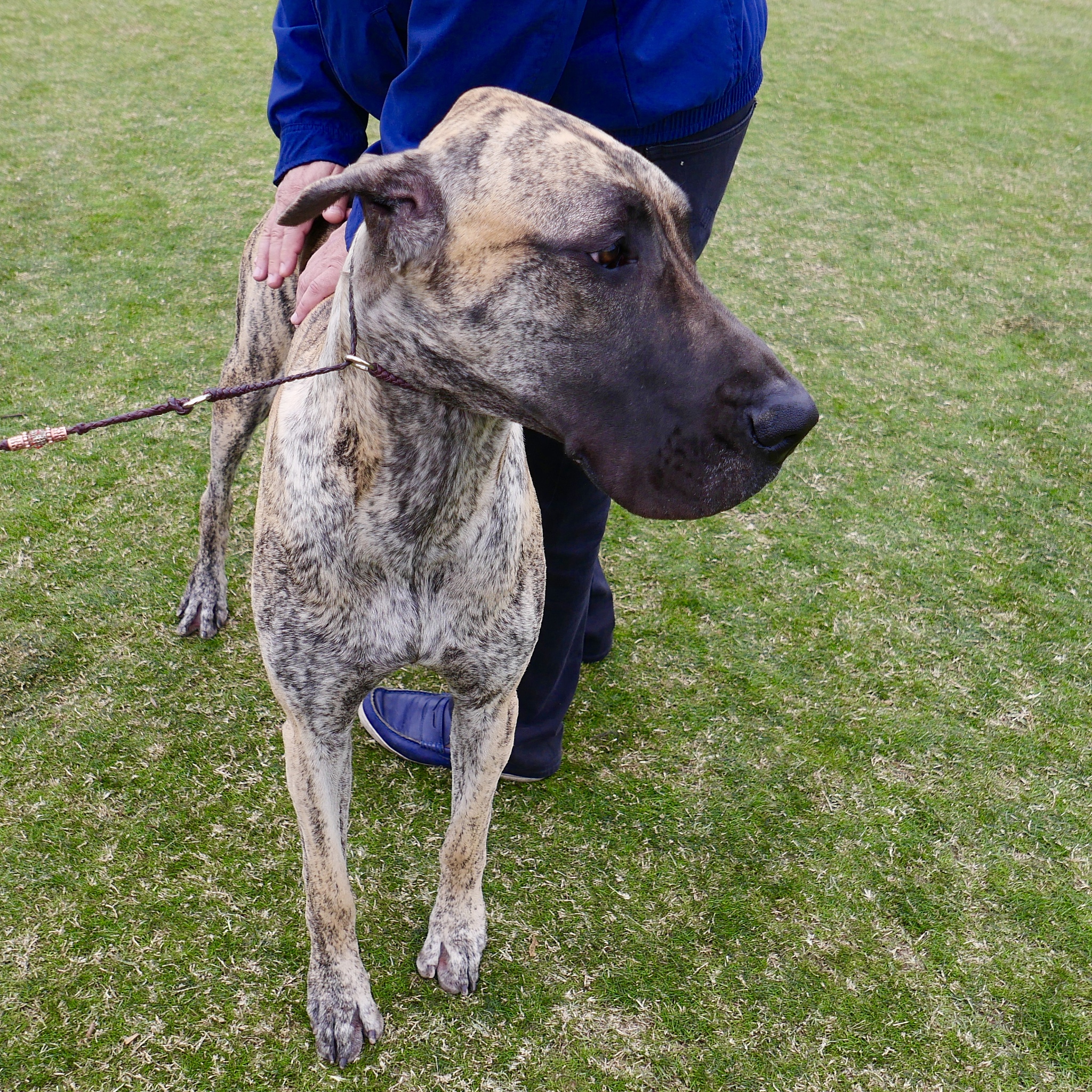 犬肌肉营养不良症治疗措施