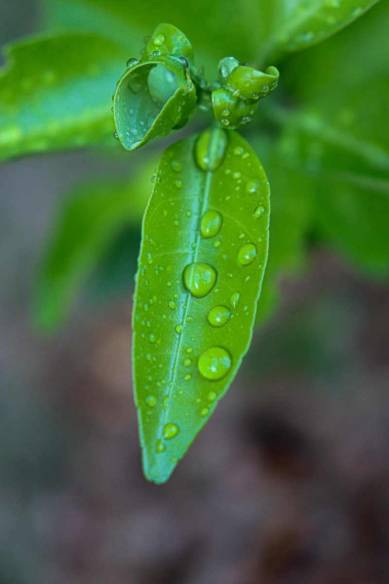 春雨的色彩：温柔、清新、充满生机