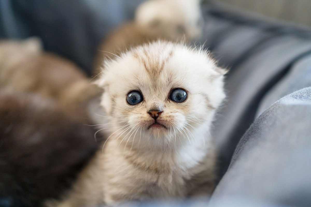 可爱猫咪图片描述 -  让你感受萌萌哒!