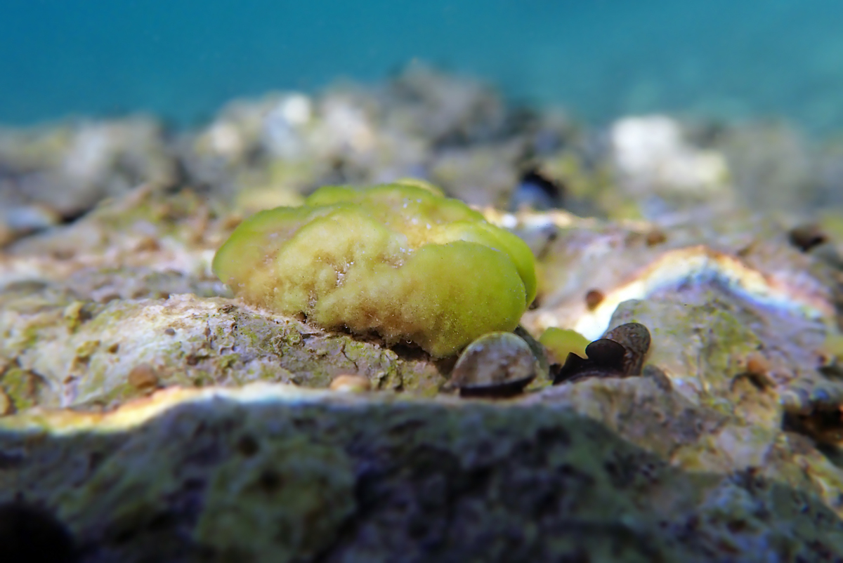 奥赫里德湖特有淡水海绵物种 - ochridaspongia 