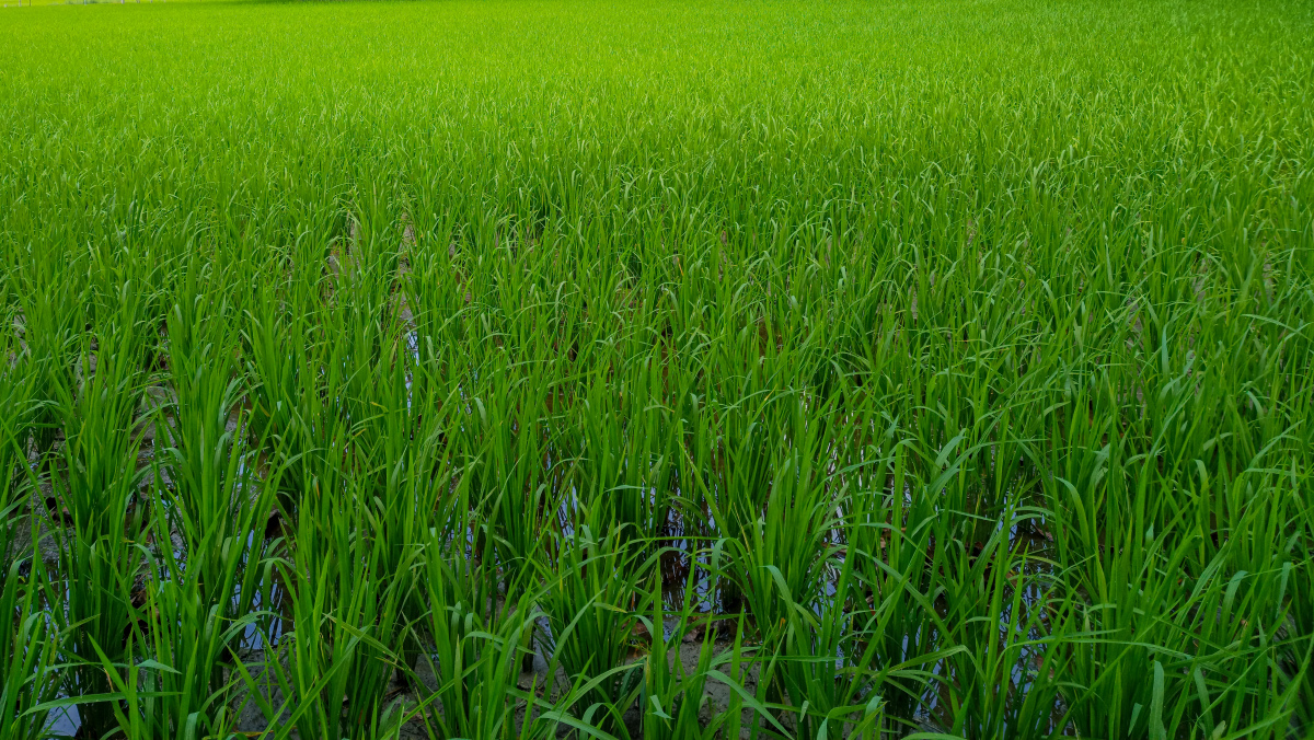 东北农村稻苗种植的可行性探讨