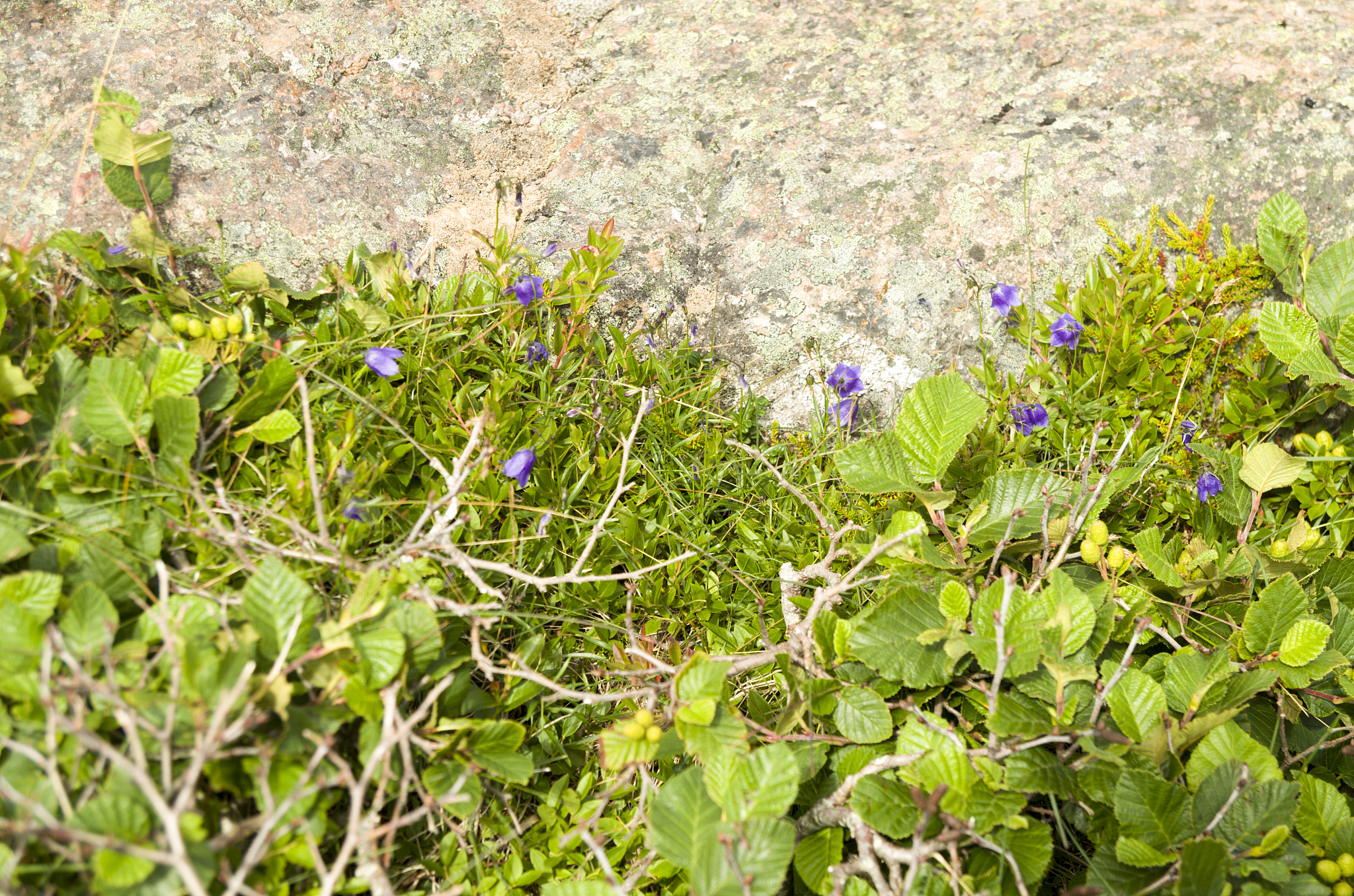 42Pcs 7 Colors Transparent Resin Fishtail Cabochons with Sequins, Mixed Color for Jewelry Making