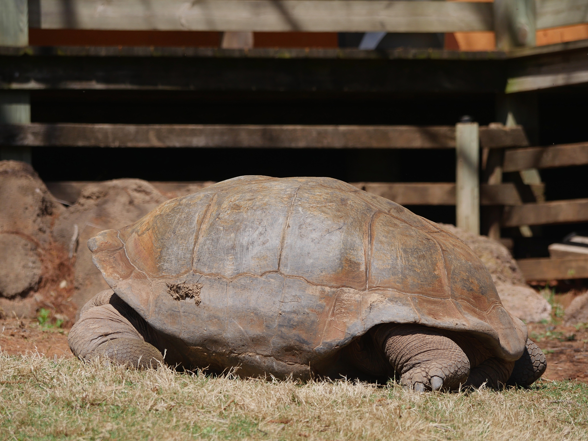 galapagos tortoise