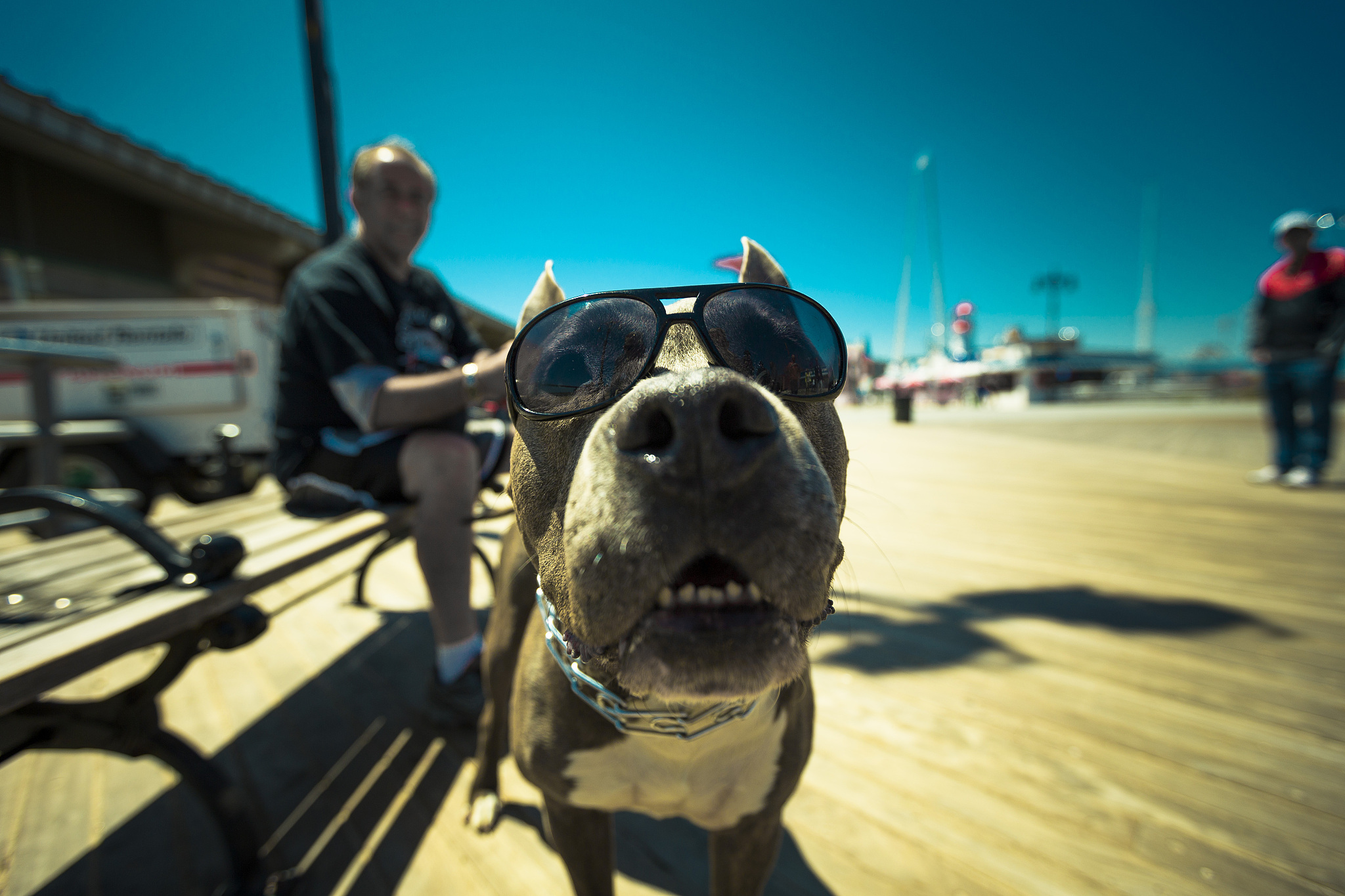 compare Togo and Eight Below in detail