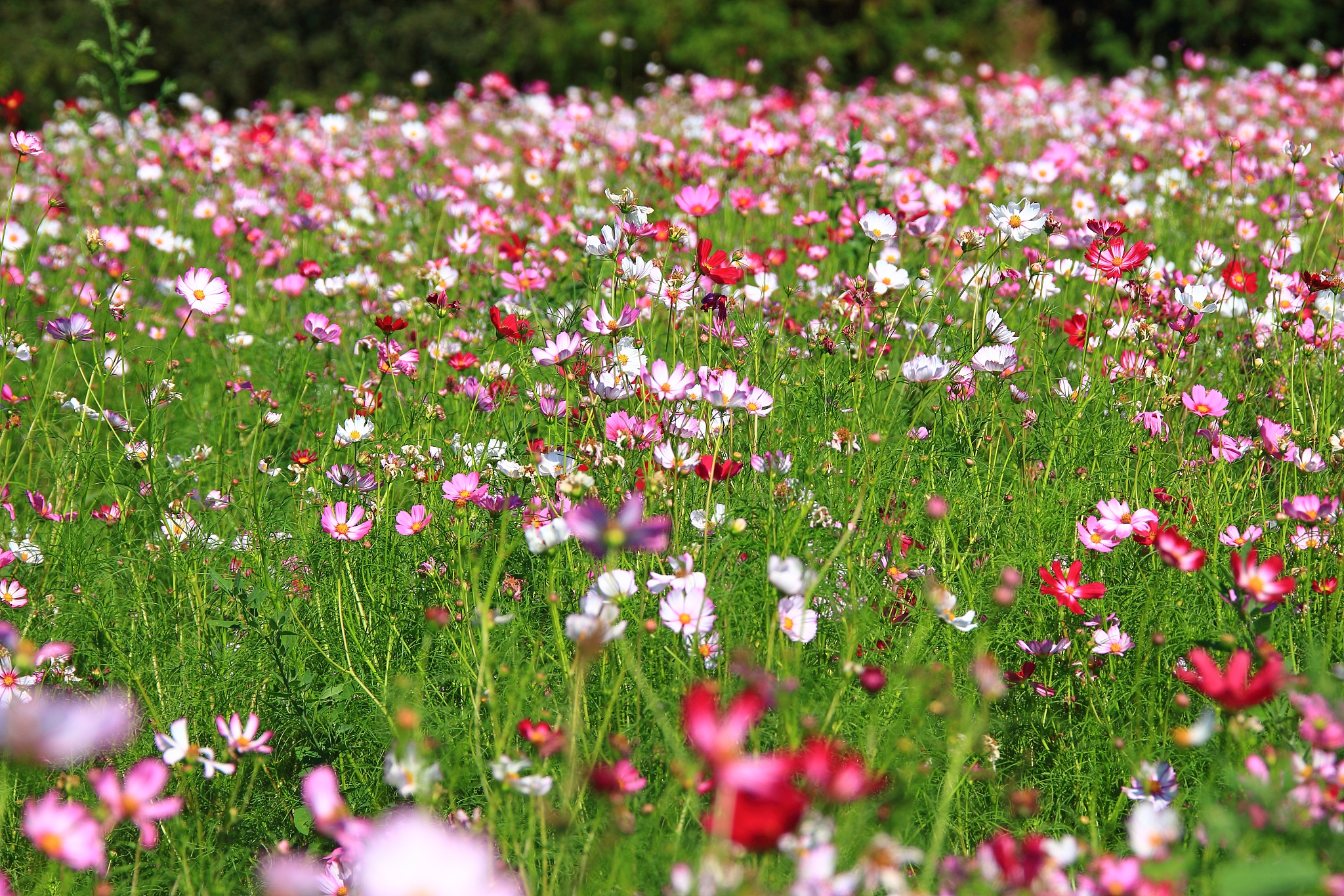 hangmong historical site, flowers, cosmos