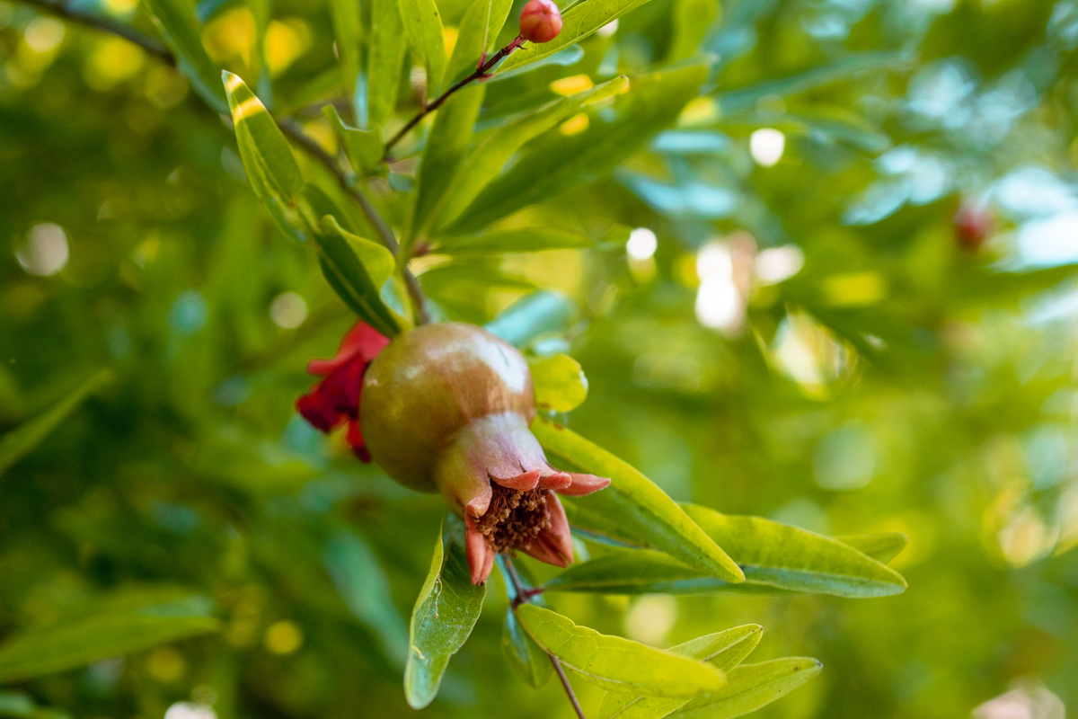 石榴开花不结果是怎么回事？需要施肥吗400字